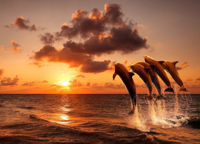 Papermoon Fototapete »Sunset Jumping Dolphins«, glatt-Otto