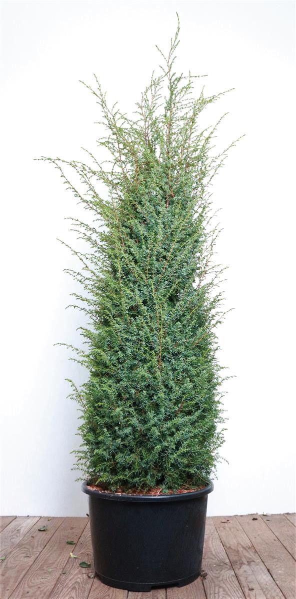 Pflanzen für Dich Konifere Juniperus communis Excelsa, 1 St., Säulenwacholder, Gemeiner Wacholder, säulenförmig, immergrün