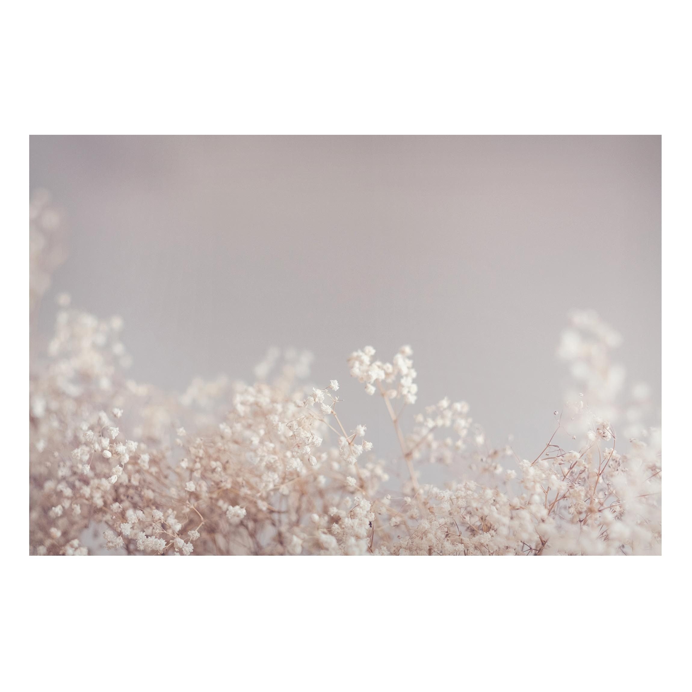 Bilderdepot24 Magnettafel Küche beige Sanfter Blütentraum, (1-tlg., Magnetb günstig online kaufen