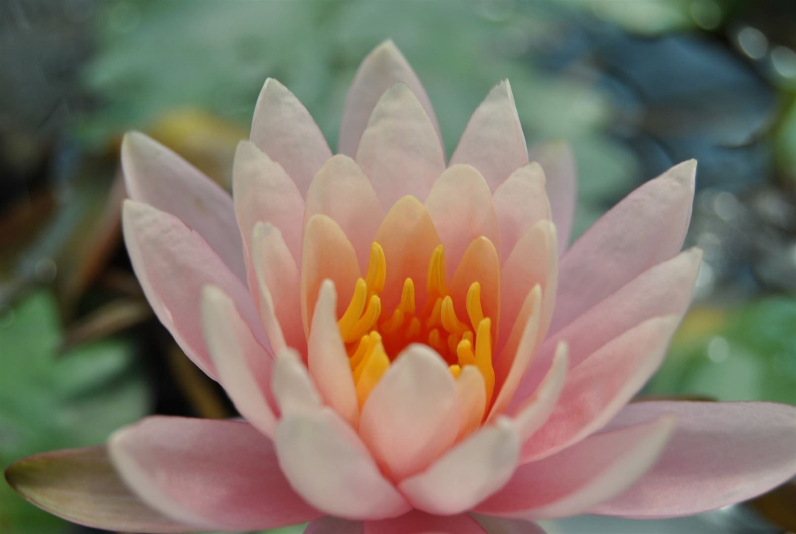Pflanzen für Dich Staude Nymphaea cult. Fabiola, 1 St., Seerose