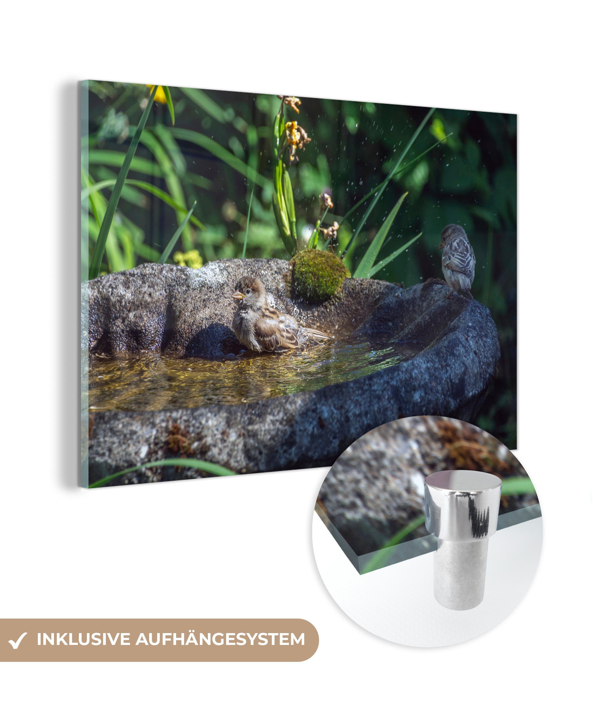 MuchoWow Acrylglasbild Vogeltränke - Spatz - Wasser, (1 St), Acrylglasbilder Wohnzimmer & Schlafzimmer | Bilder
