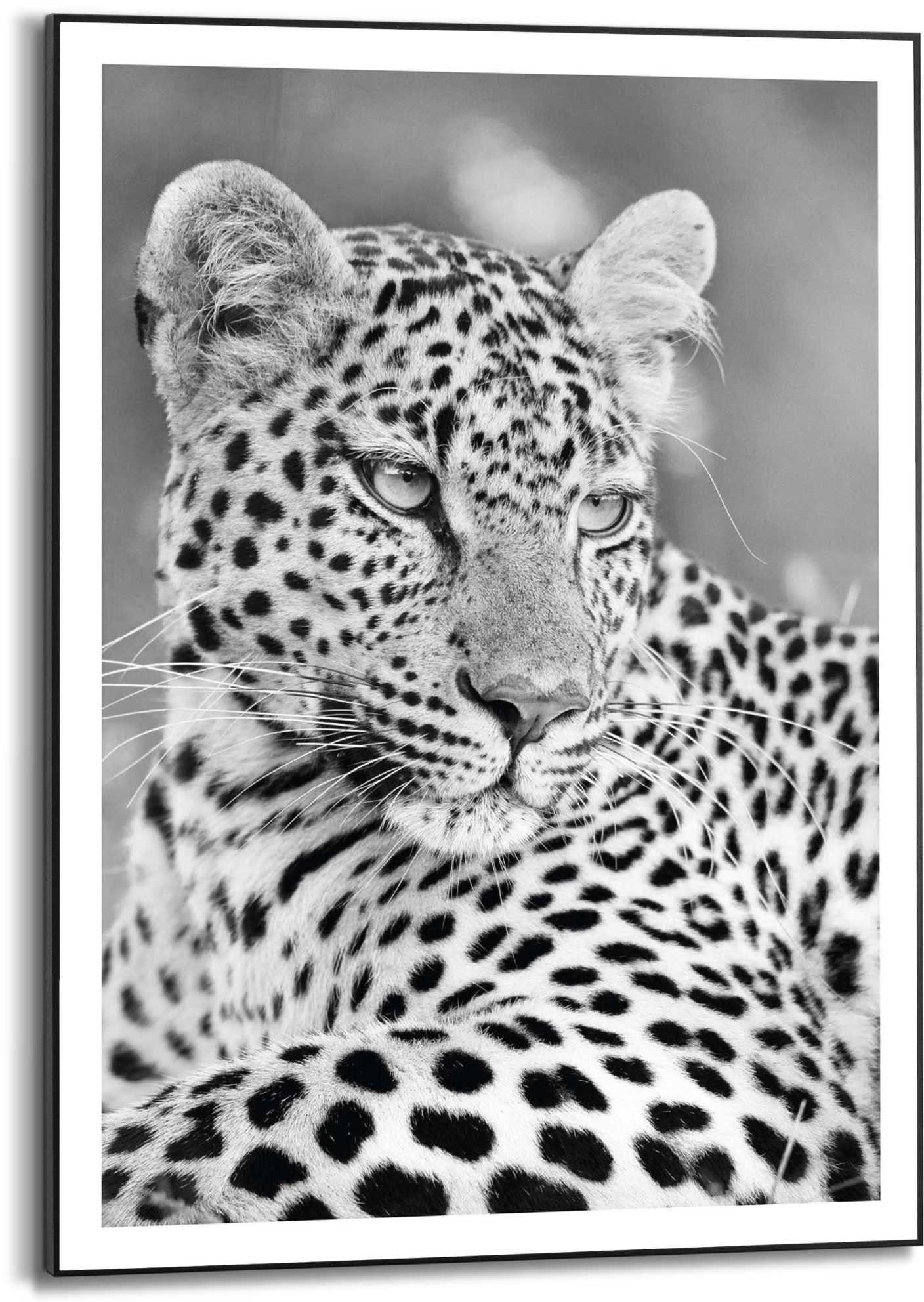 Reinders! Kunstdruck Leopard