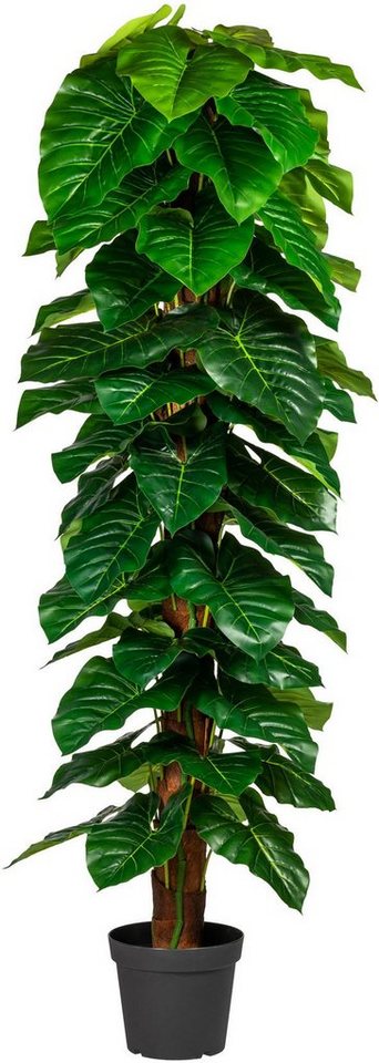 Kunstpflanze Lovisa Anthuriumpflanze, andas, Höhe 190 cm, im Topf