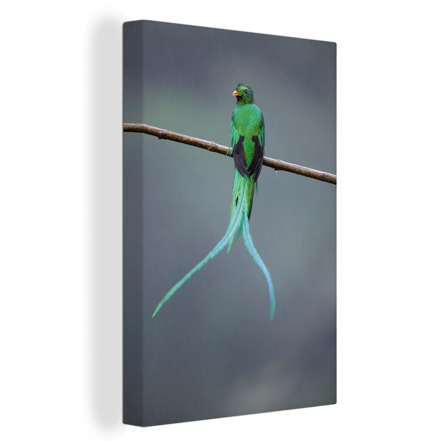 OneMillionCanvasses® Leinwandbild Der Quetzal in den Wäldern von Costa Rica, (1 St), Leinwandbild fertig bespannt inkl. Zackenaufhänger, Gemälde, 20x30 cm