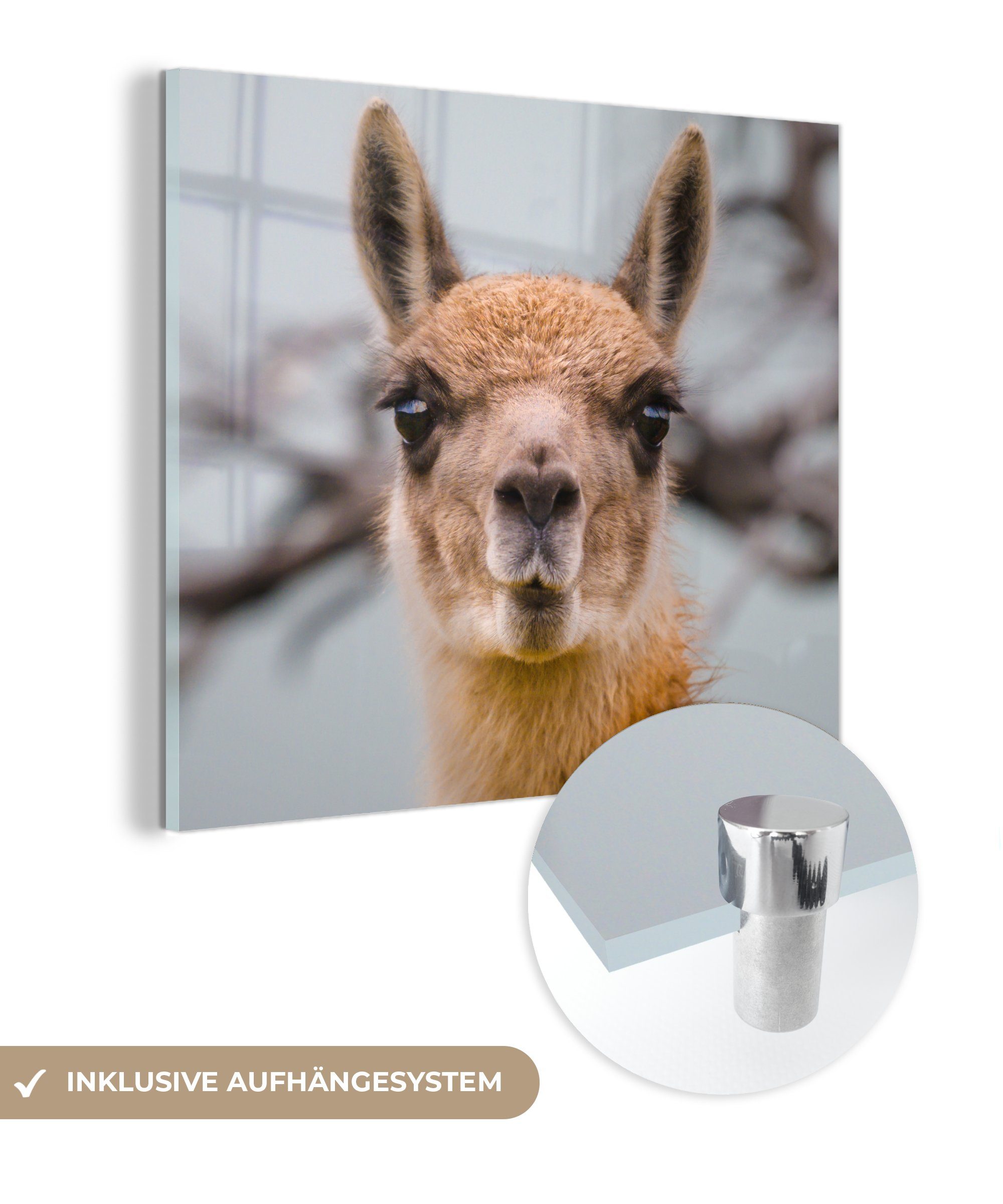 MuchoWow Acrylglasbild Lama - Selfie - Boom, (1 St), Glasbilder - Bilder auf Glas Wandbild - Foto auf Glas - Wanddekoration | Bilder