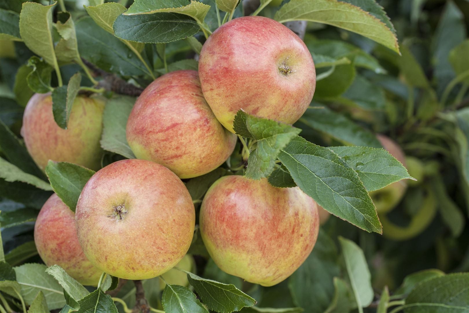 Pflanzen für Dich Obstpflanze Malus 'James Grieve', 1 St., James-Grieve-Apfel, Apfelbaum, zweifarbig, saftig