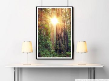 Sinus Art Poster Landschaftsfotografie 60x90cm Poster Sonniger Redwood Forest Kalifornien USA