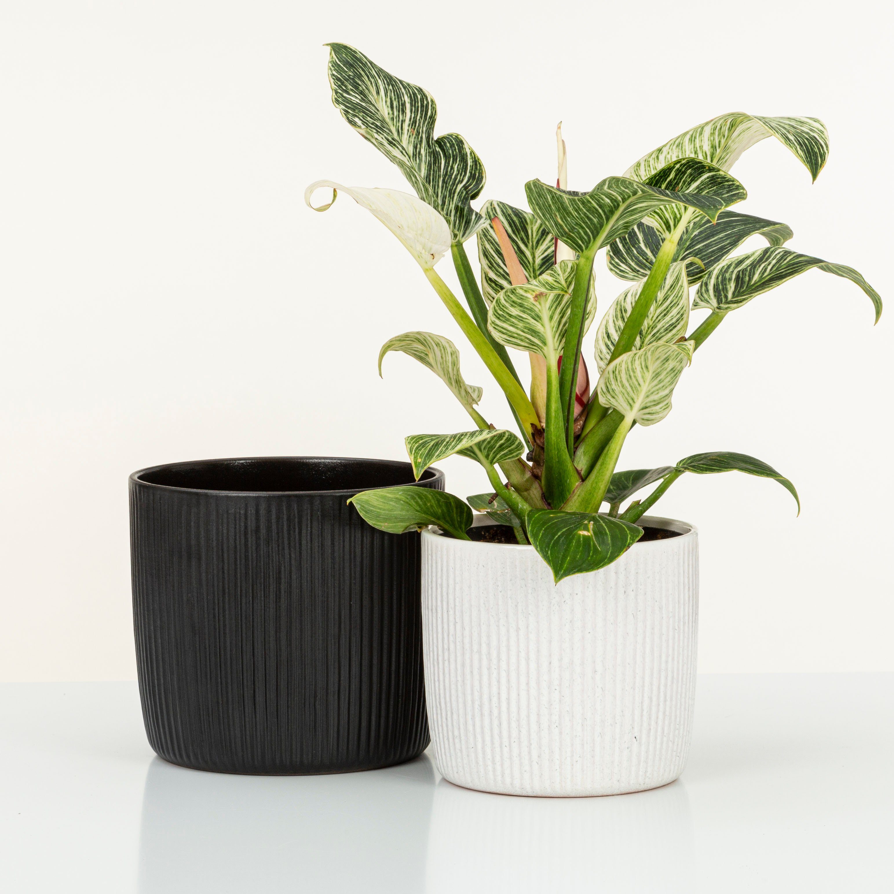 Scheurich Blumentopf 909/21 perla günstig online kaufen