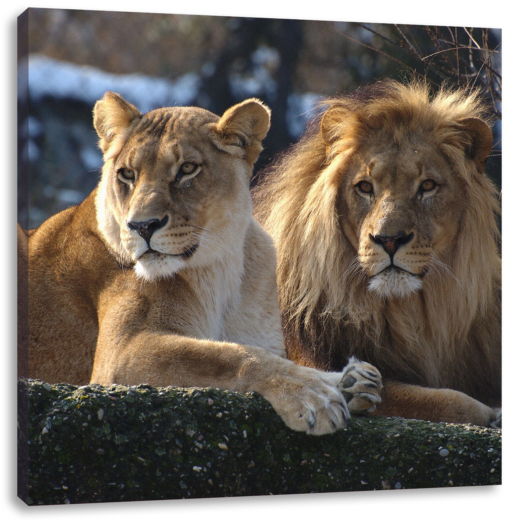 Pixxprint Leinwandbild interessiertes Löwenpaar, bespannt, Löwenpaar Zackenaufhänger inkl. interessiertes (1 fertig Leinwandbild St)
