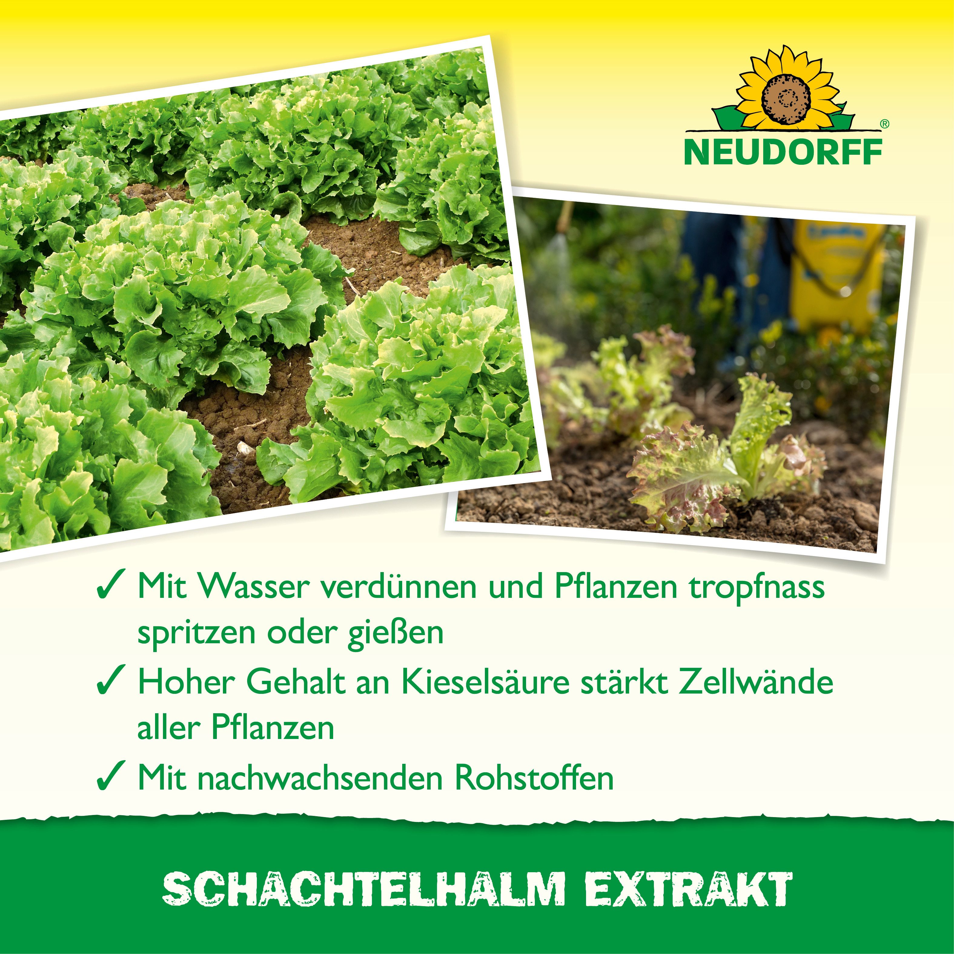 Neudorff Pflanzenstärkungsmittel Schachtelhalm Extrakt 250 ml für 62L, Pflanzenhilfsmittel zur Pflanzenkräftigung, Ergibt 62,5 Liter Spritzbrühe, Mit Kieselsäur – Bild 3 von 5