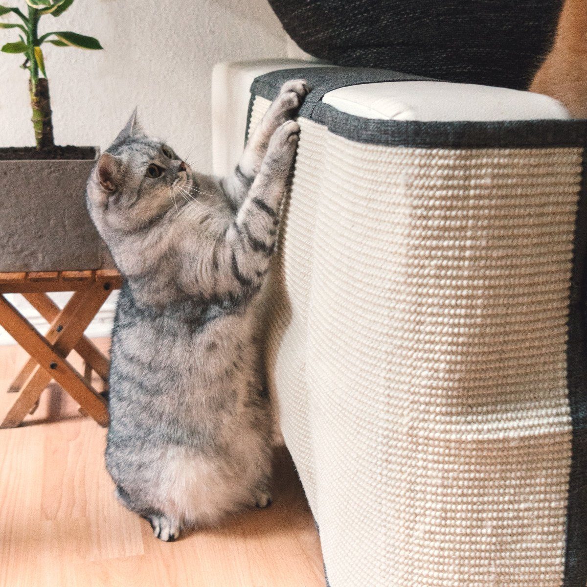 Navaris Kratzpappe Katzen Kratzmatte Kratzschutz Sofa günstig online kaufen