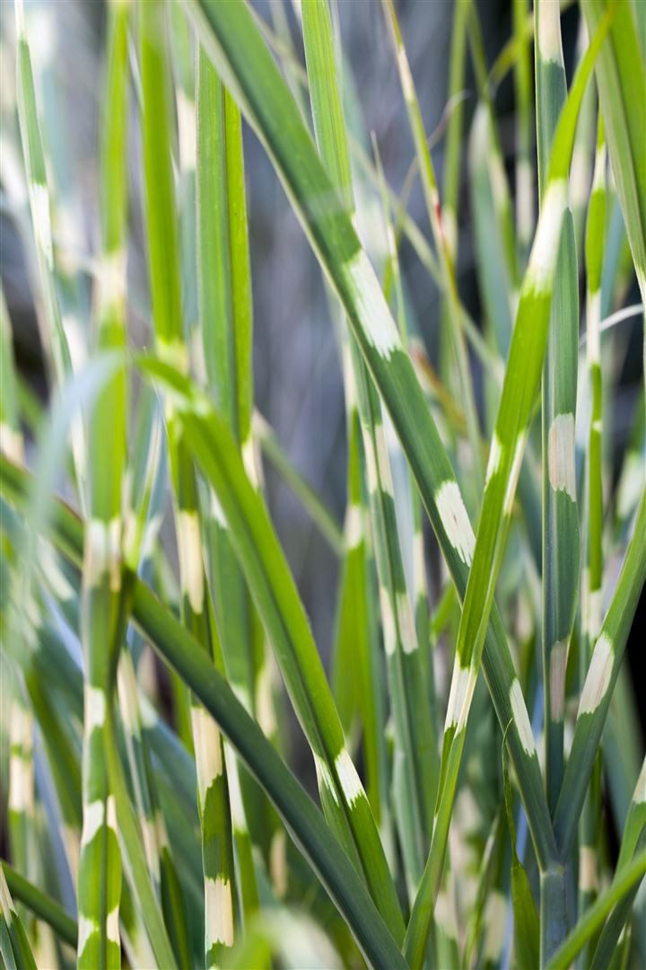 Pflanzen für Dich Gräser Miscanthus sinensis Strictus, 1 St., Chinaschilf, Zebraschilf, Stachelschweingras, gelbgrün gestreift, aufrecht wachsend