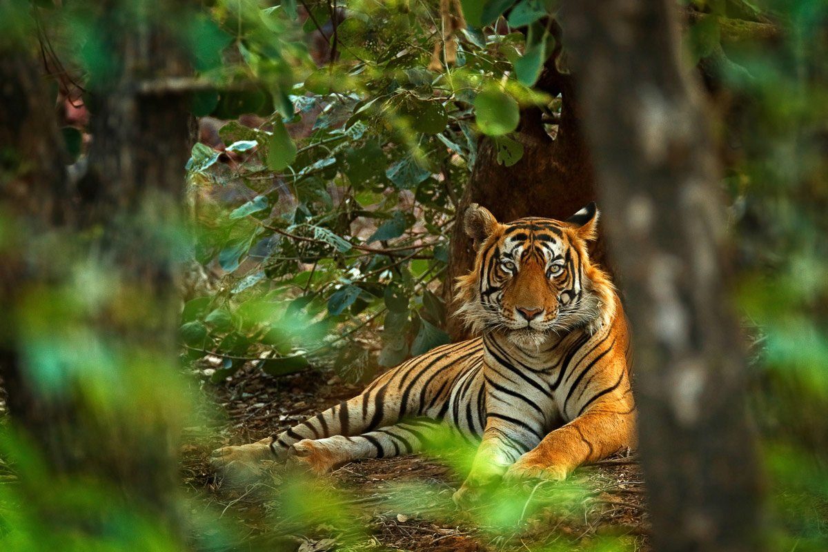 Wald im Fototapete Papermoon Tiger