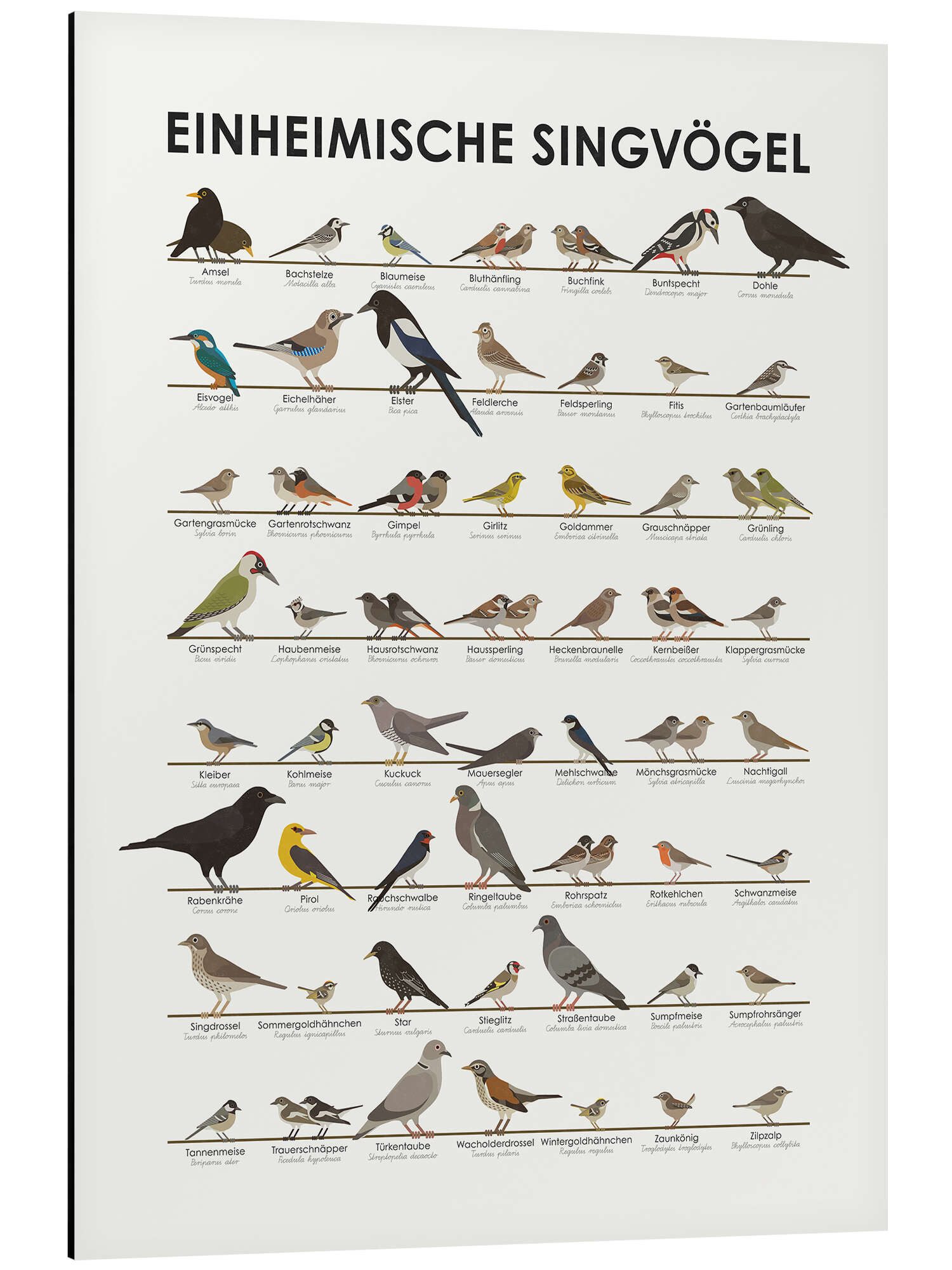 Posterlounge Poster Iris Luckhaus, Einheimische Singvögel, günstig online kaufen