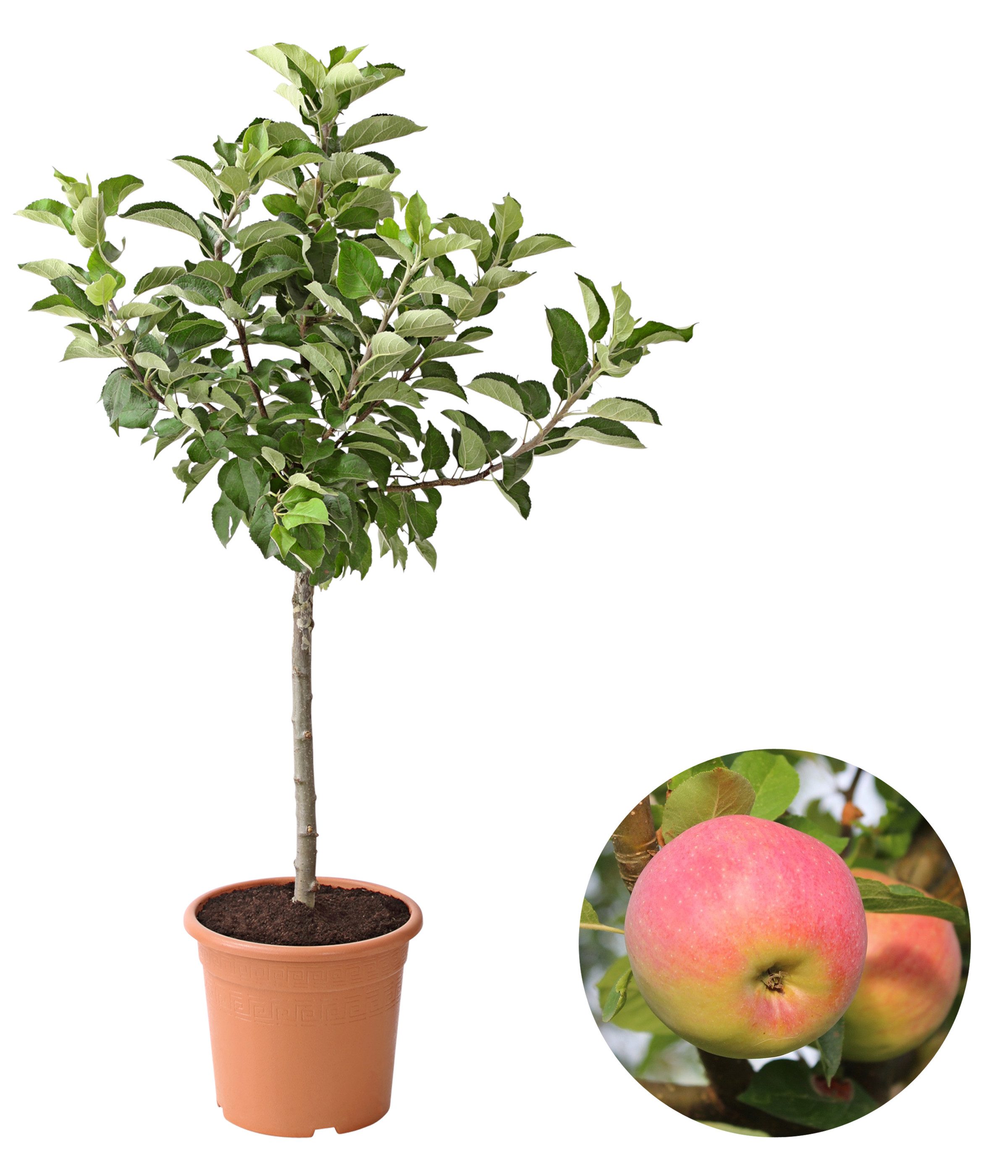 Dehner Obstpflanze Zwergapfel Croquella, Malus domestica, ca. 80-90 cm exkl. Pflanztopf, zwergförmiger Apfelbaum mit aromatischen Früchten