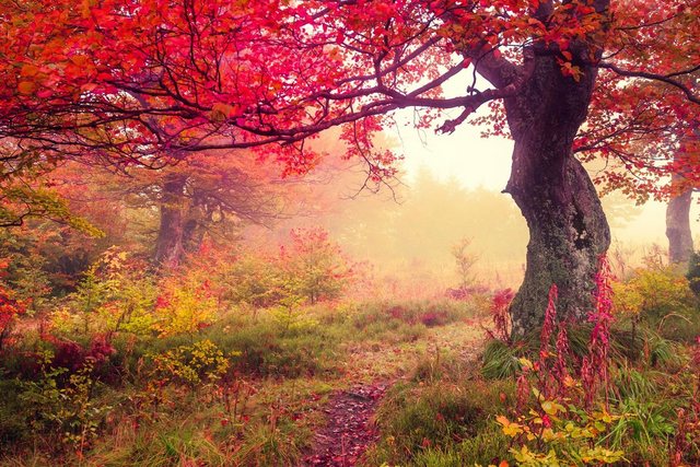 Papermoon Fototapete »Autumn Trees«, glatt-Otto