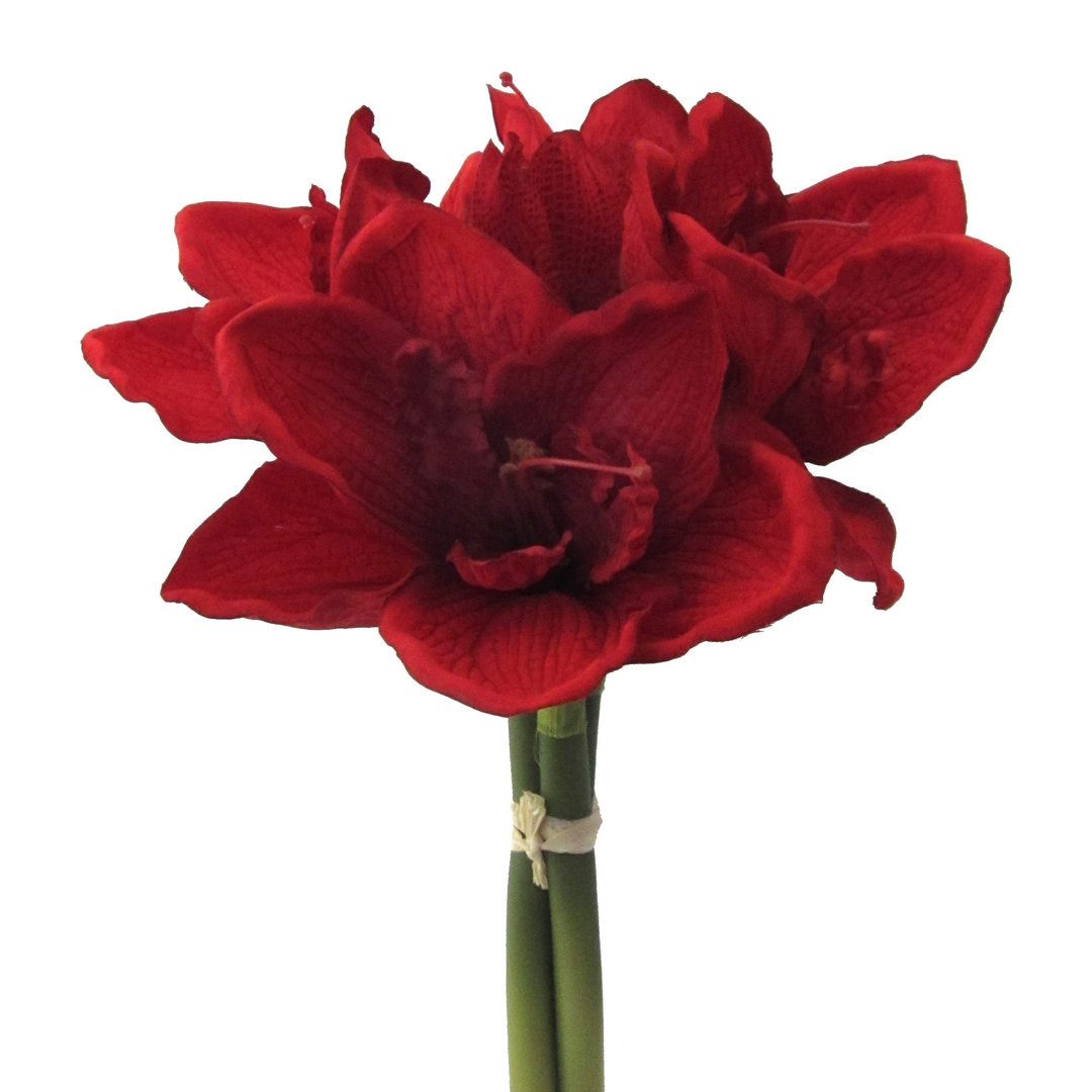 Kunstblume Kunstblume AMARYLLIS 32cm. BUND mit 3 Amarillis., Gasper, Höhe 3 günstig online kaufen