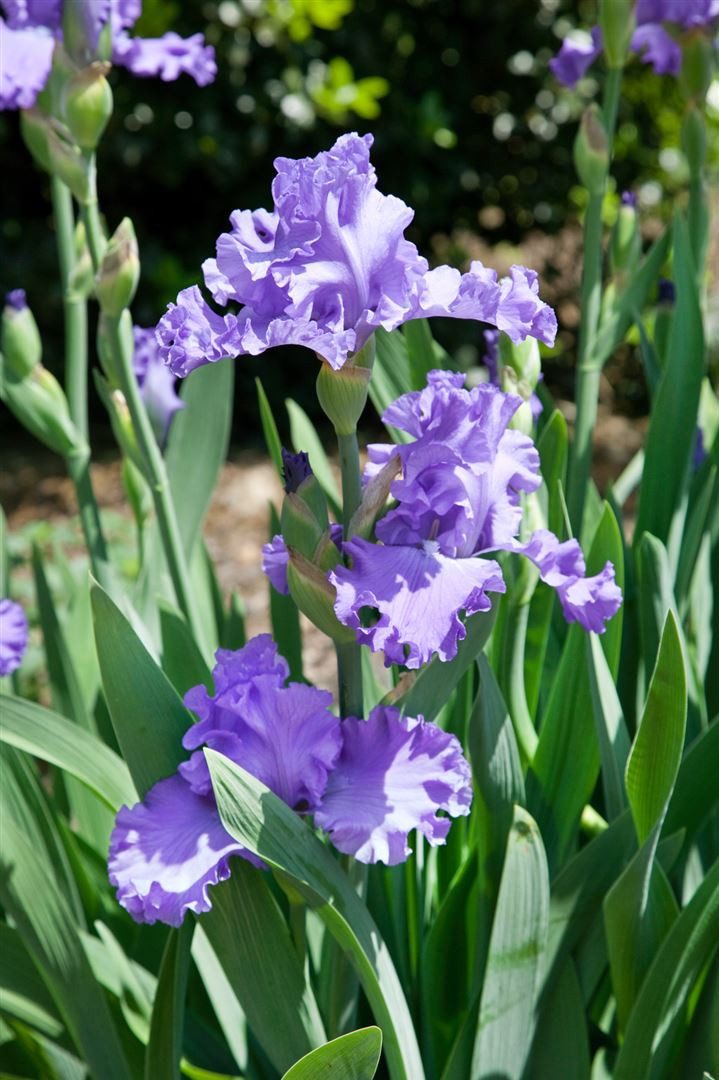 Pflanzen für Dich Staude Iris barb. Blue Sapphire, 1 St., Bart-Iris, Schwertlilie