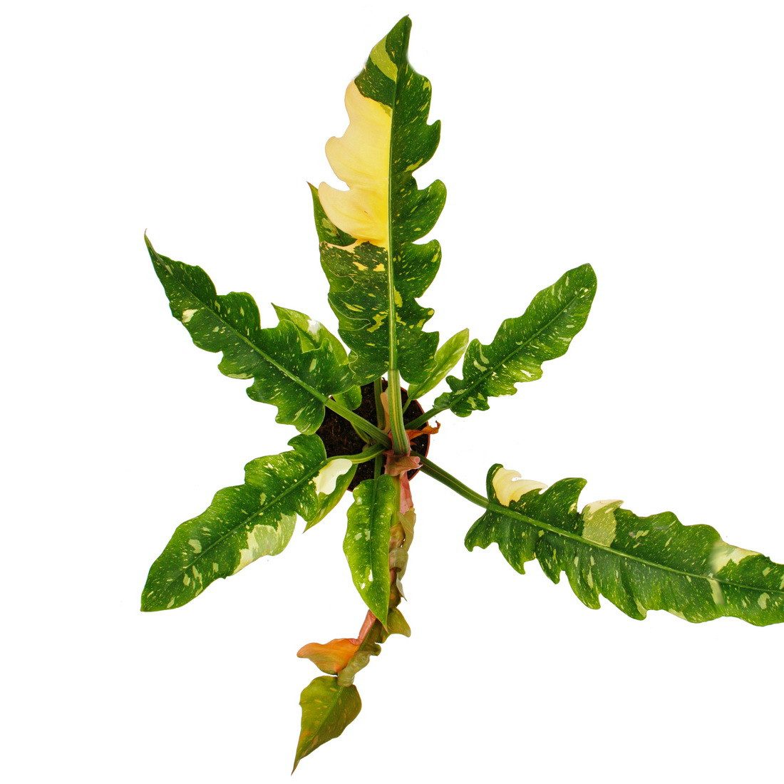 Exotenherz Zimmerpflanze Philodendron "Ring of Fire" - ungewöhnlicher Baumfreund - 12cm Topf