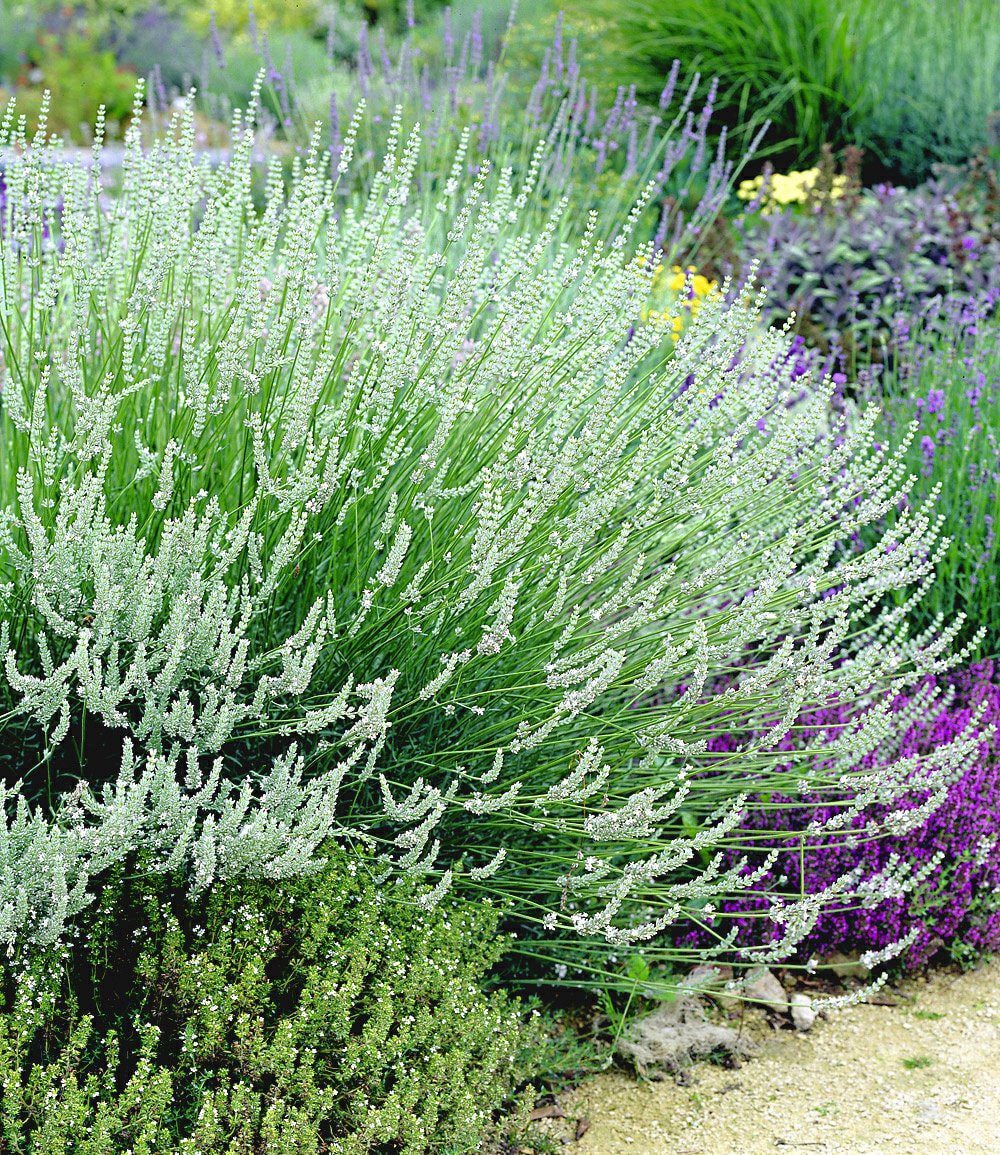 BALDUR Garten Staude Duft-Lavendel 'Weiß', 3 St., Duftlavendelhecken,winterhart, mehrjährig,duftend