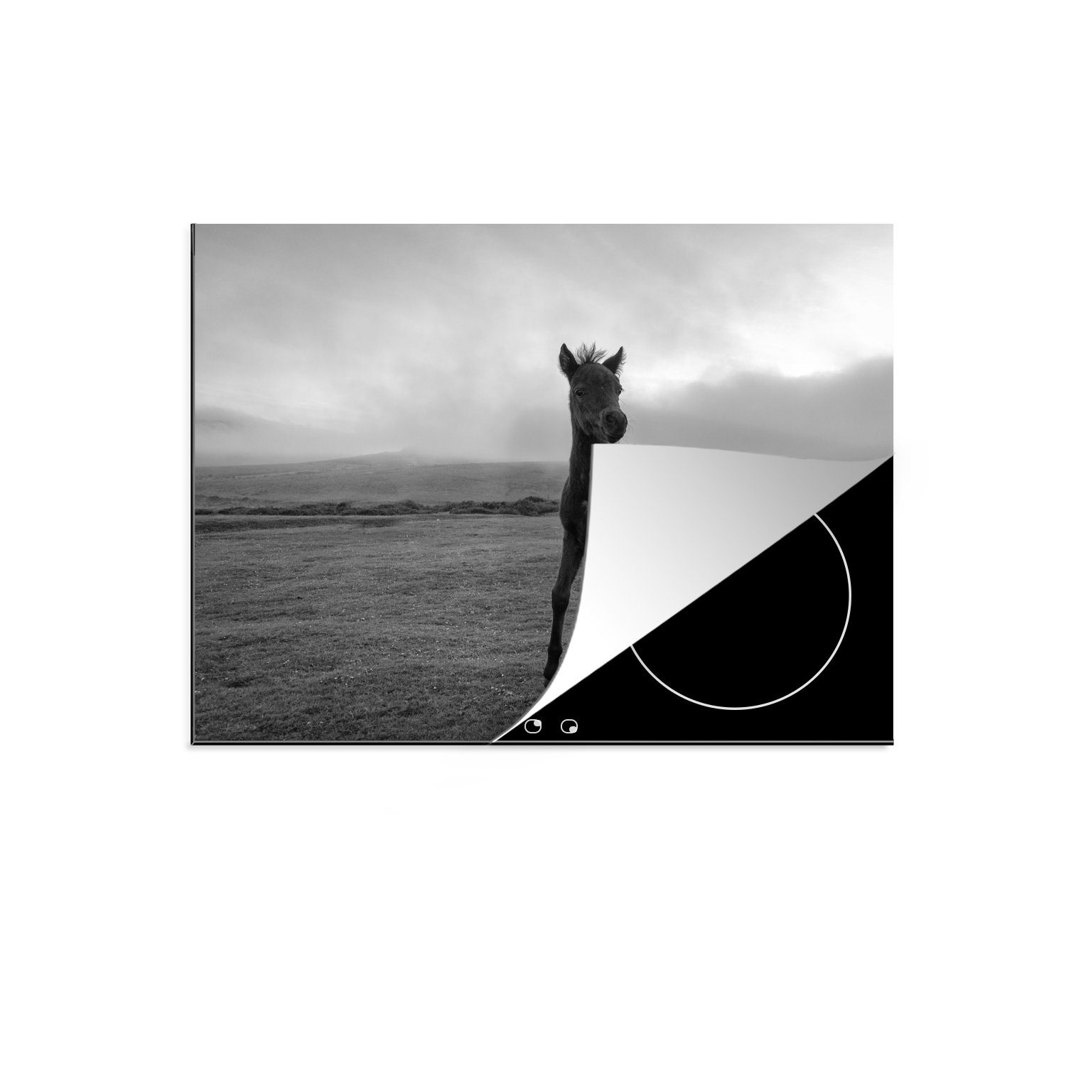 Dartmoor, Ceranfeldabdeckung Schwarz tlg), cm, (1 - 70x52 - Herdblende-/Abdeckplatte Vinyl, Arbeitsfläche MuchoWow nutzbar, Pferd Weiß - Mobile
