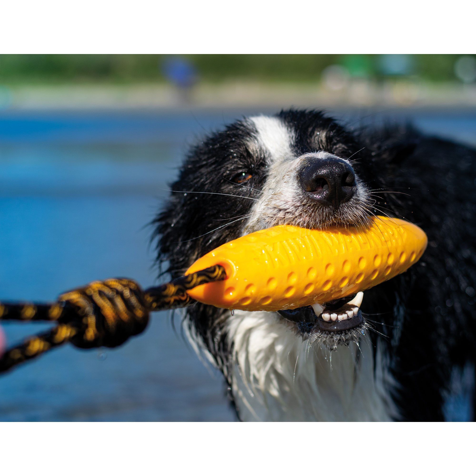 (1-tlg) Kiwi TPR-Schaum, Tierball gelb Walker zahnfreundlich, schwimmfähig Kiwi Zeppelin, Walker