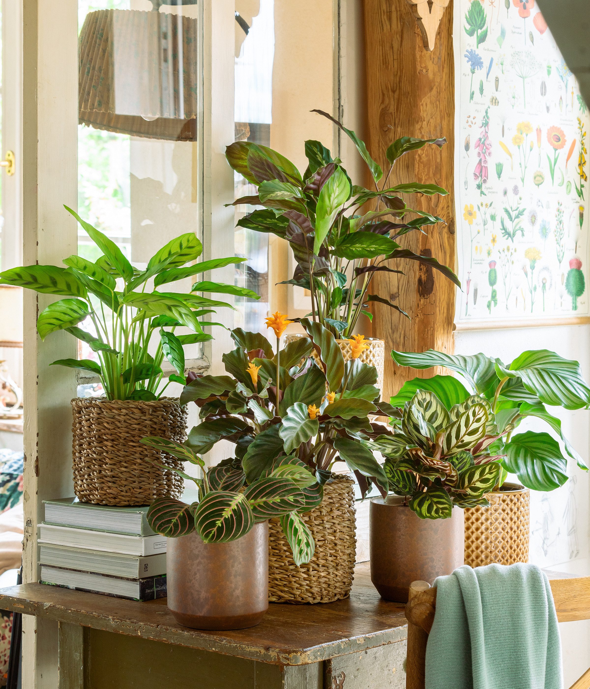 Dehner Zimmerpflanze Korbmarante, Calathea crocata, ca. 30-40 cm, Ø Topf 14 cm, exotische Zimmerpflanze mit luftreinigender Wirkung