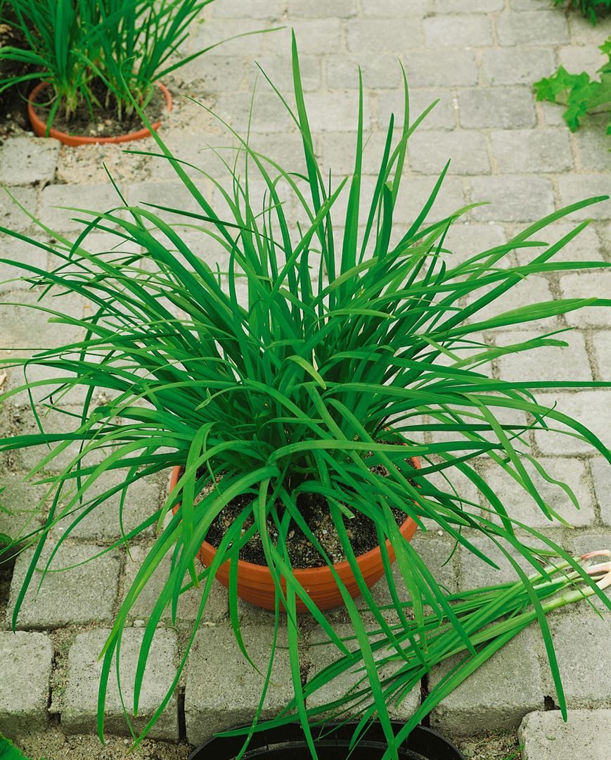 Pflanzen für Dich Staude Allium tuberosum Knolau, 1 St., Schnittknoblauch, Chinesischer Schnittlauch, Knolau