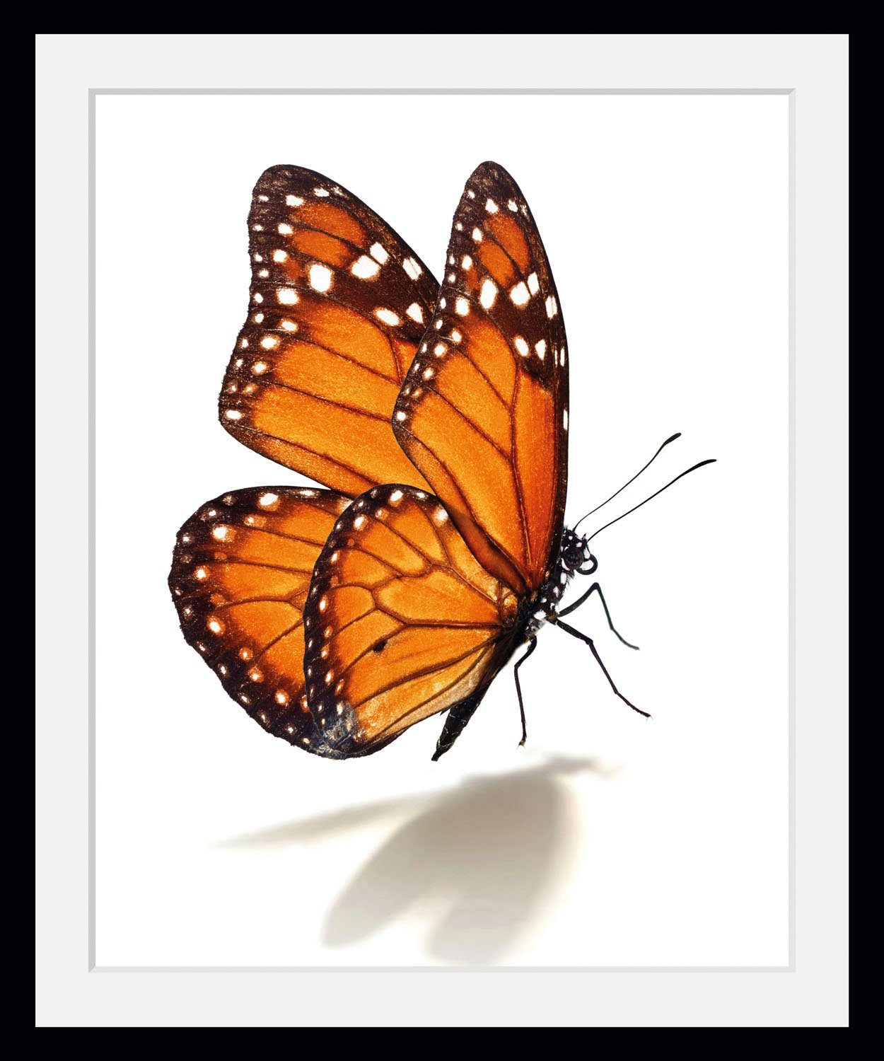 Bild St) Schmetterlinge (1 Eazy, queence