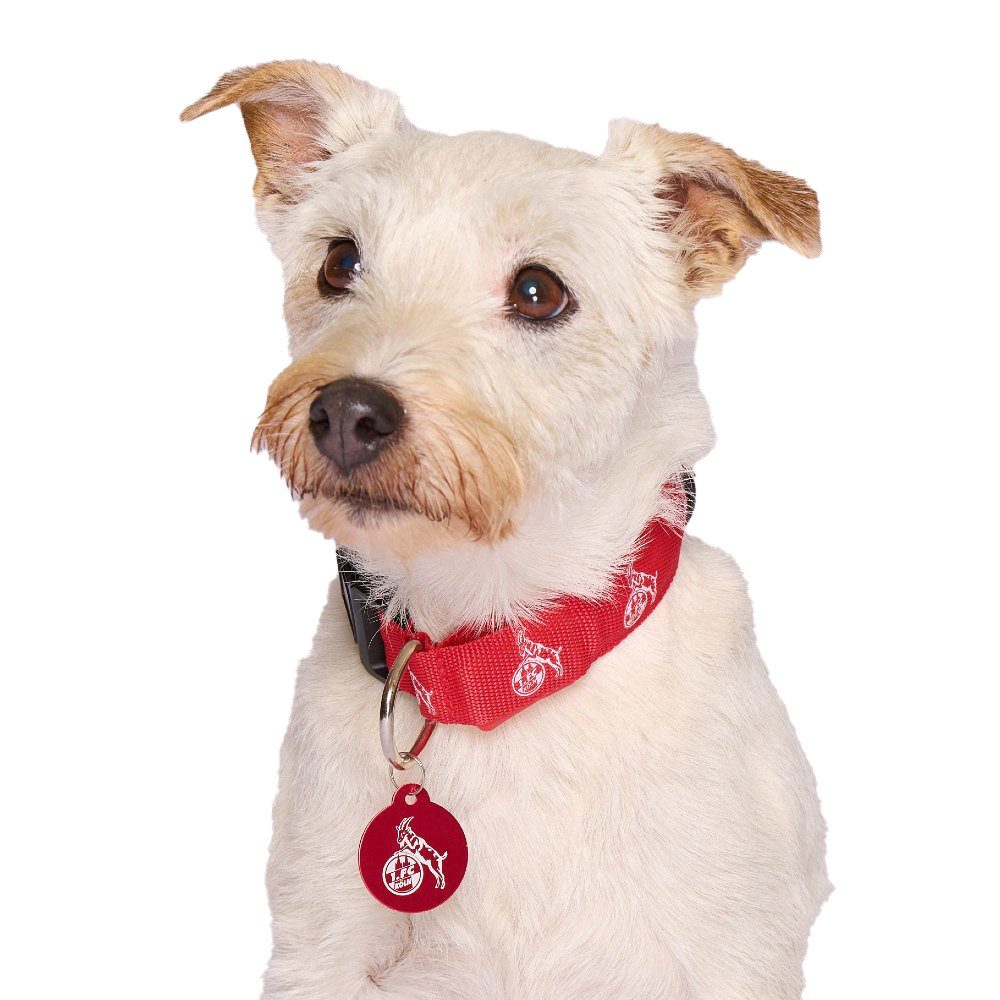 Hundejacke LED Hundehalsband