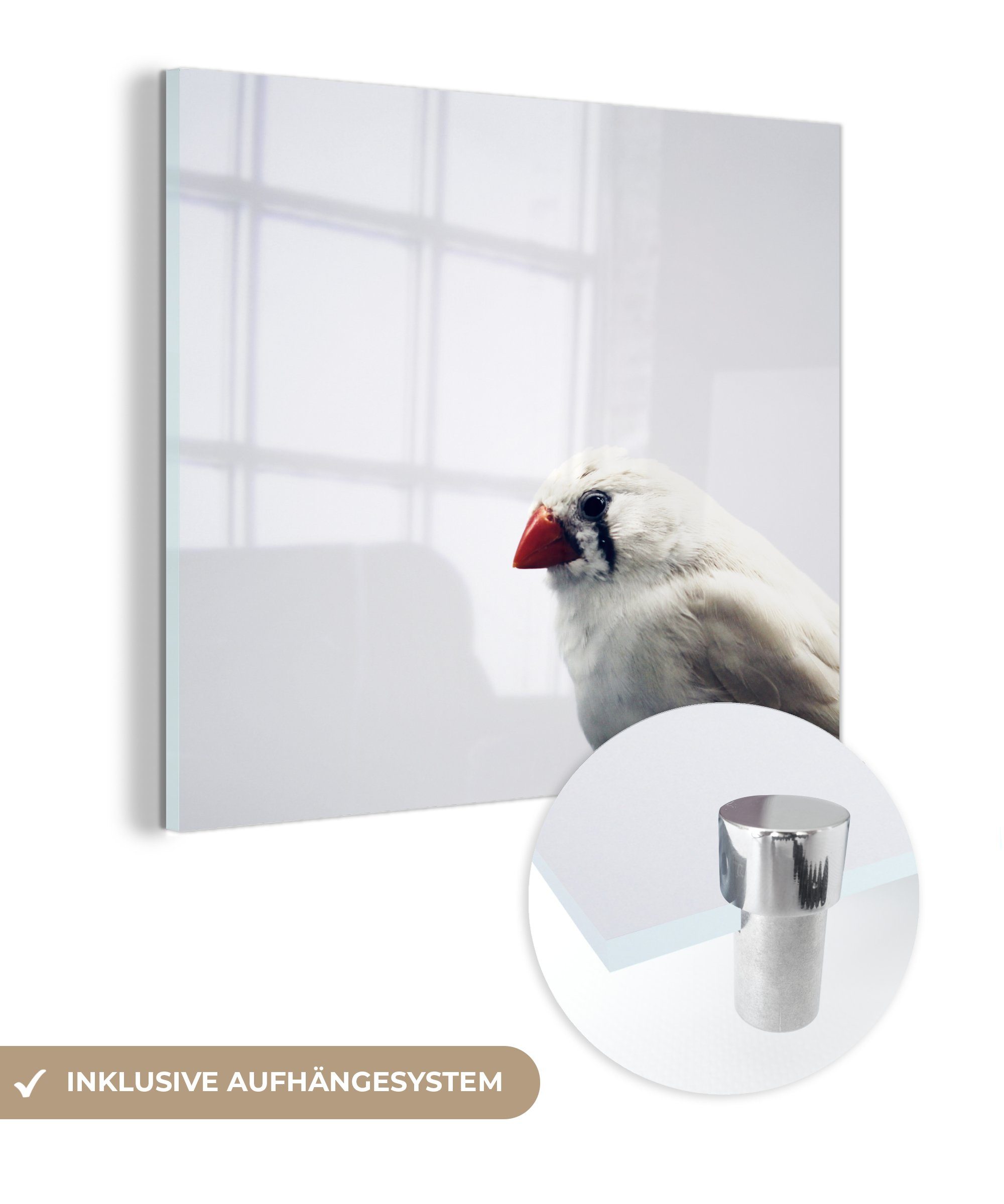 günstiger Verkauf MuchoWow Acrylglasbild Eine Nahaufnahme weißen Glasbilder St), Zebrafinken, auf (1 - Wanddekoration Glas Glas - eines Foto Wandbild - schönen auf Bilder