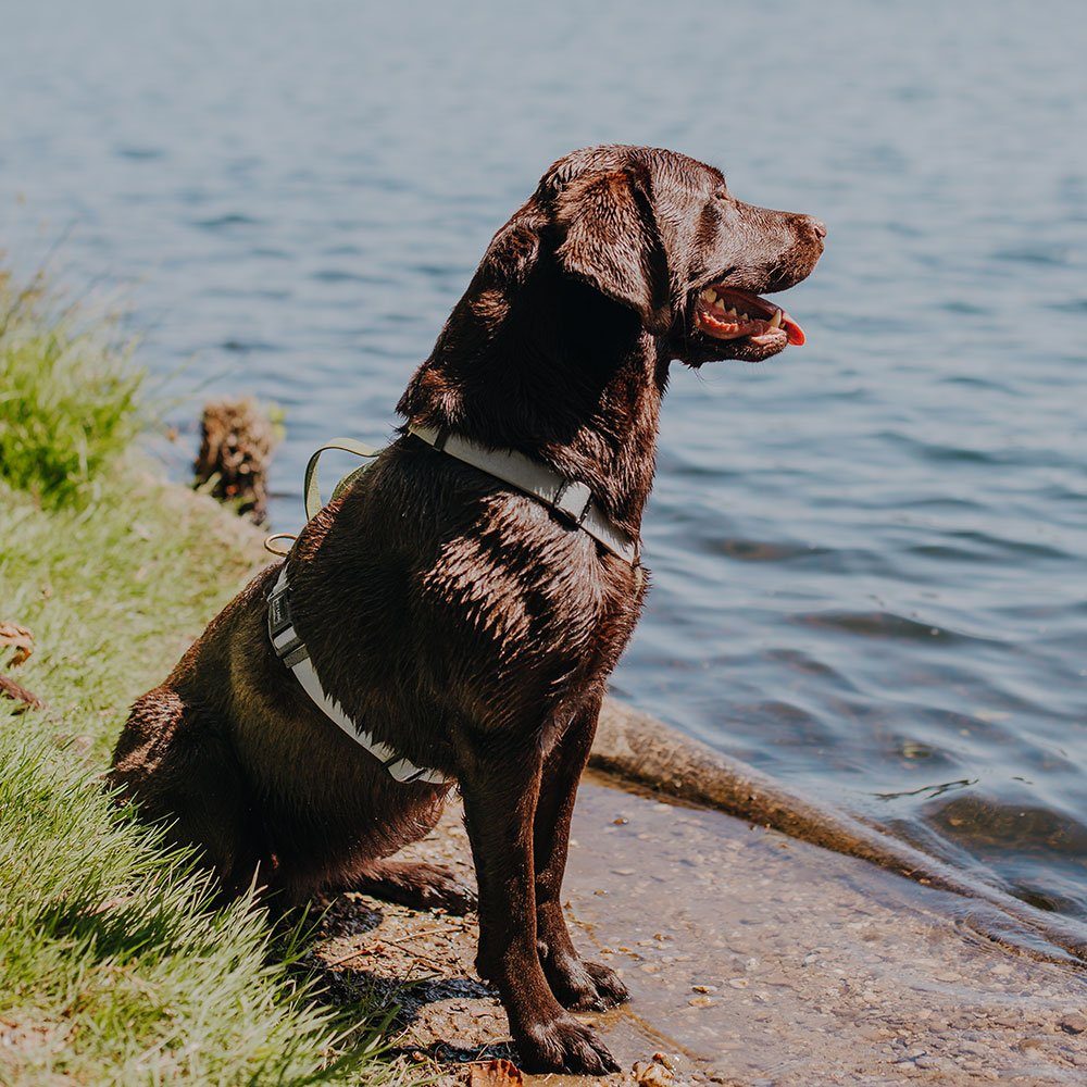 Hey Lana Hunde-Geschirr Hundegeschirr - Biothane (5-fach verstellbar) - mit Haltegriff