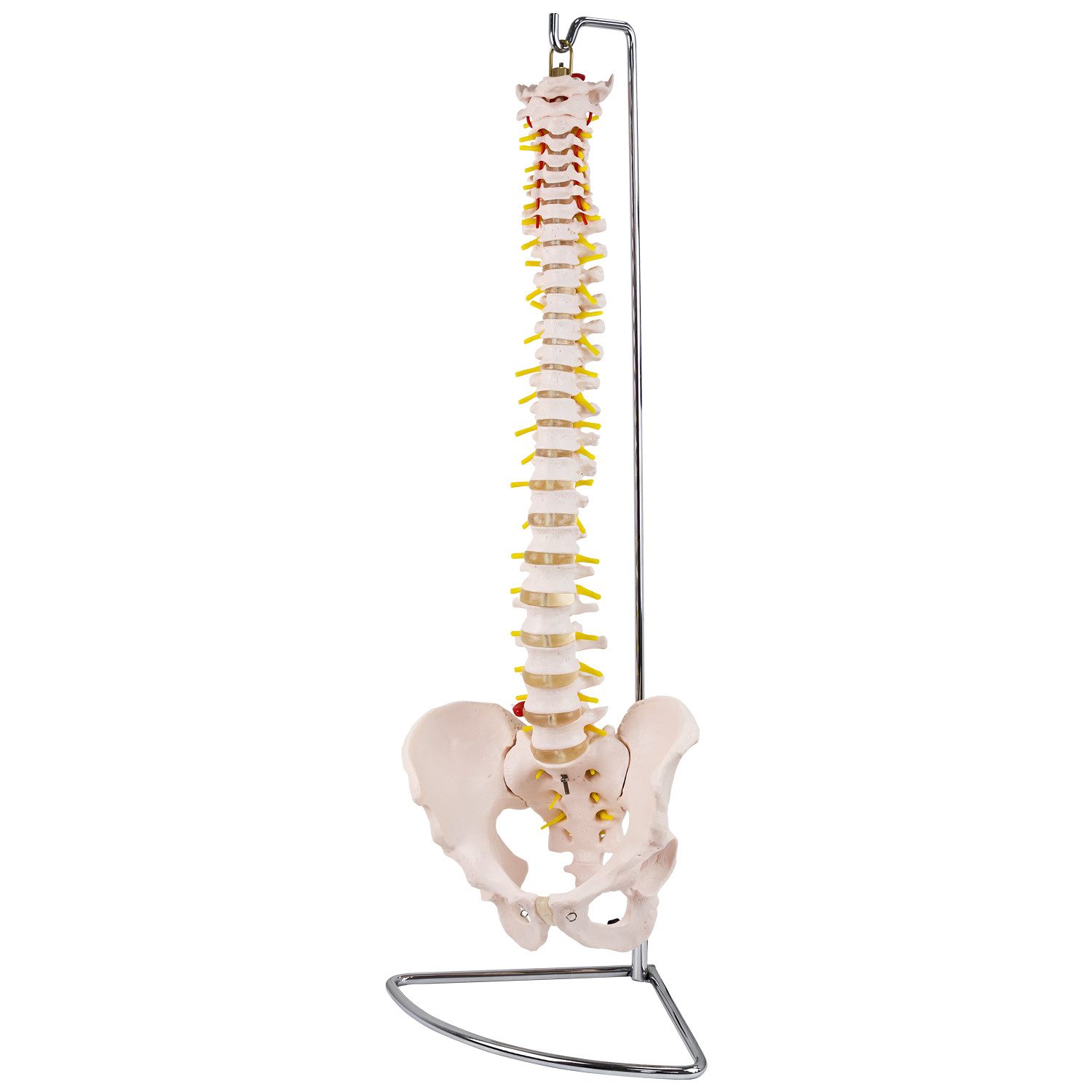 MedMod Dekoobjekt Anatomie Modell Skelett Wirbelsäule ​Lebensgroß Bandscheibenvorfall