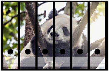 Wallario Etiketten Schlafender Panda in einem Baum, Ordnerrücken-Sticker in verschiedenen Ausführungen