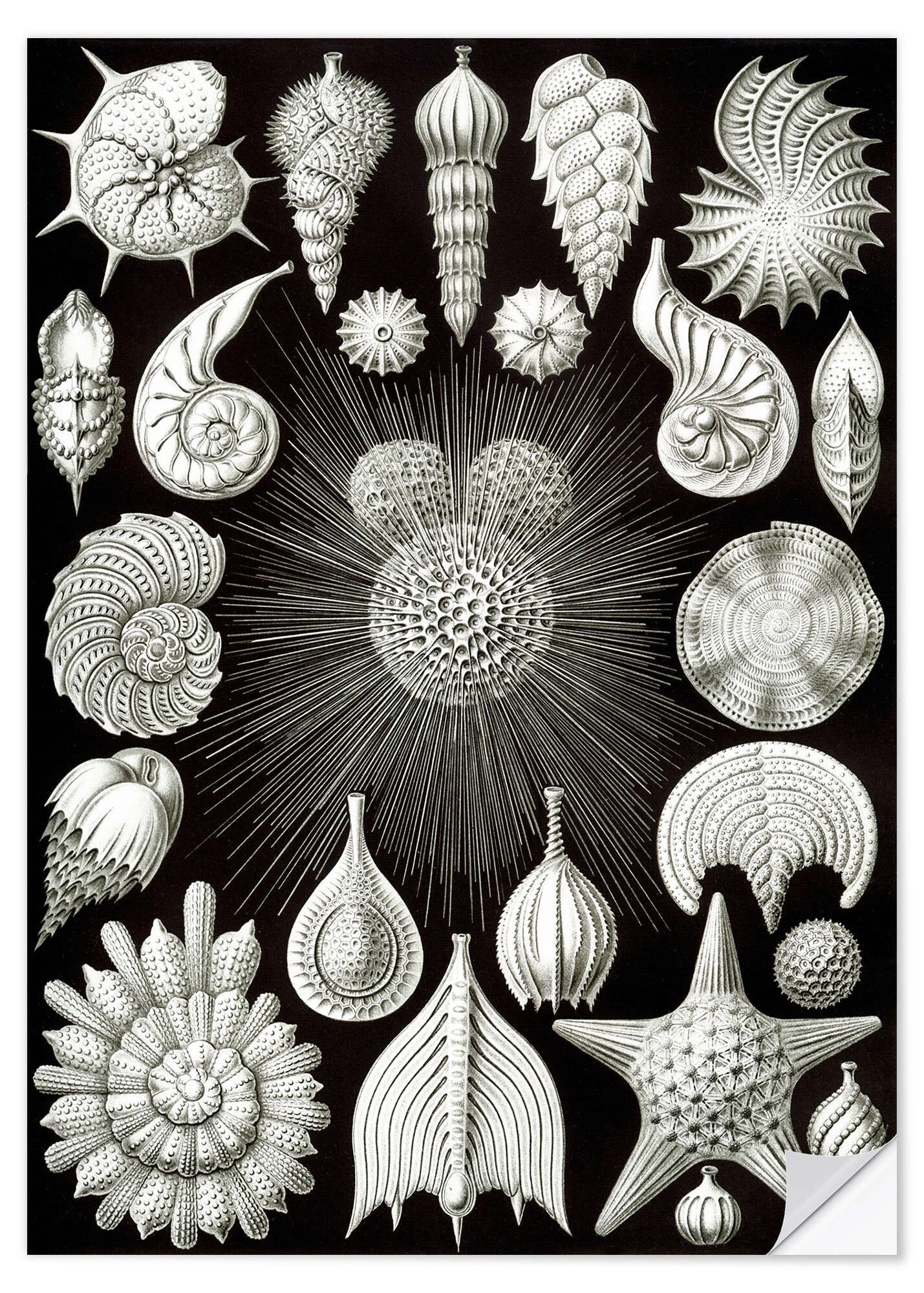 Posterlounge Wandfolie Ernst Haeckel, Kammerlinge, Thalamphora 2 (Kunstformen der Natur, 1899), Malerei