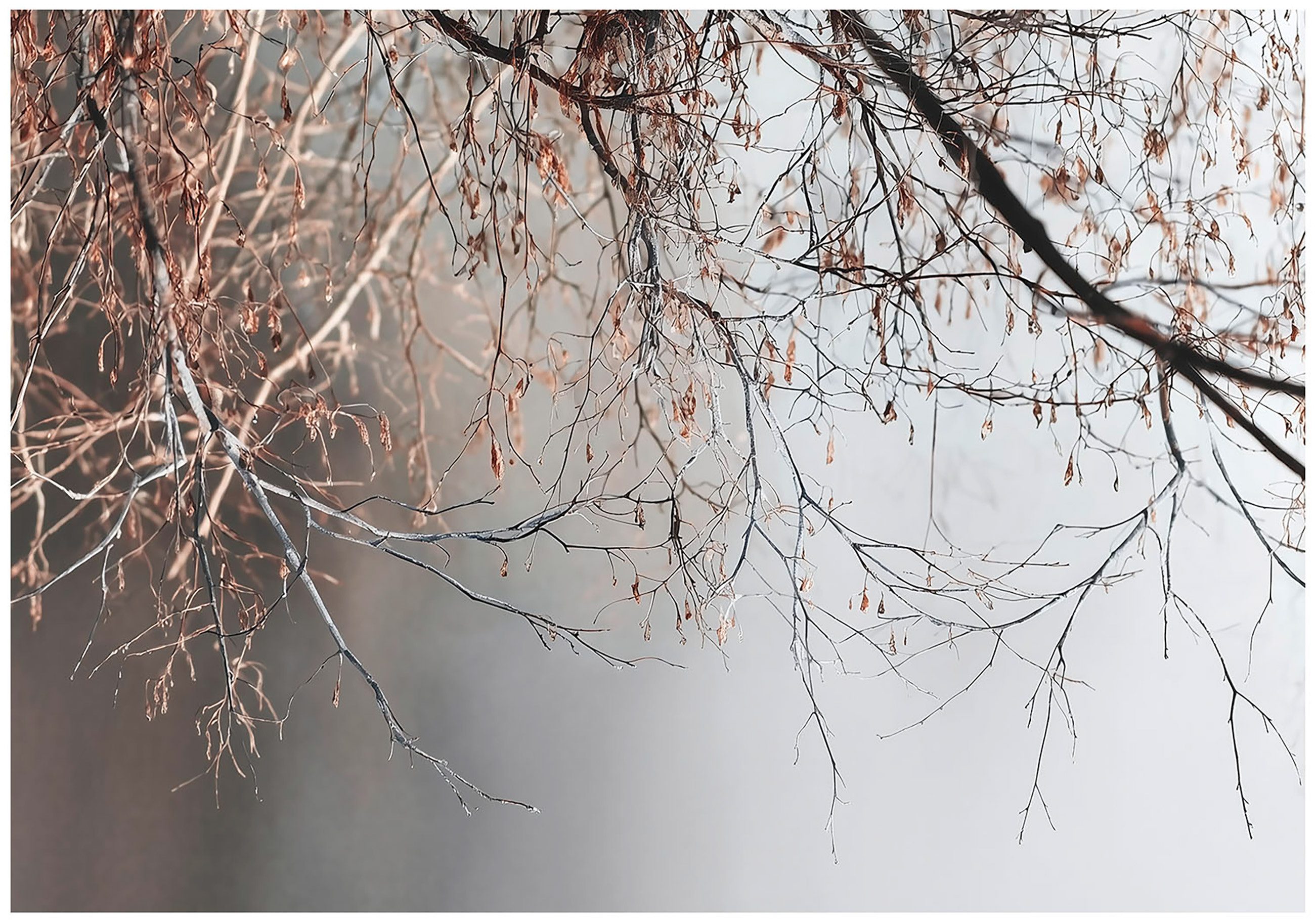 Wallarena Fototapete Äste Bäume Birke Vlies Tapete Wohnzimmer Schlafzimmer Wandtapete, Glatt Vlies Washable, Äste, Bäume, Birke, Natur, (Packung, 8 St., Vlies Fototapete), Vliestapete grau Wohnzimmer Schlafzimmer Küche Tapete + Kleister