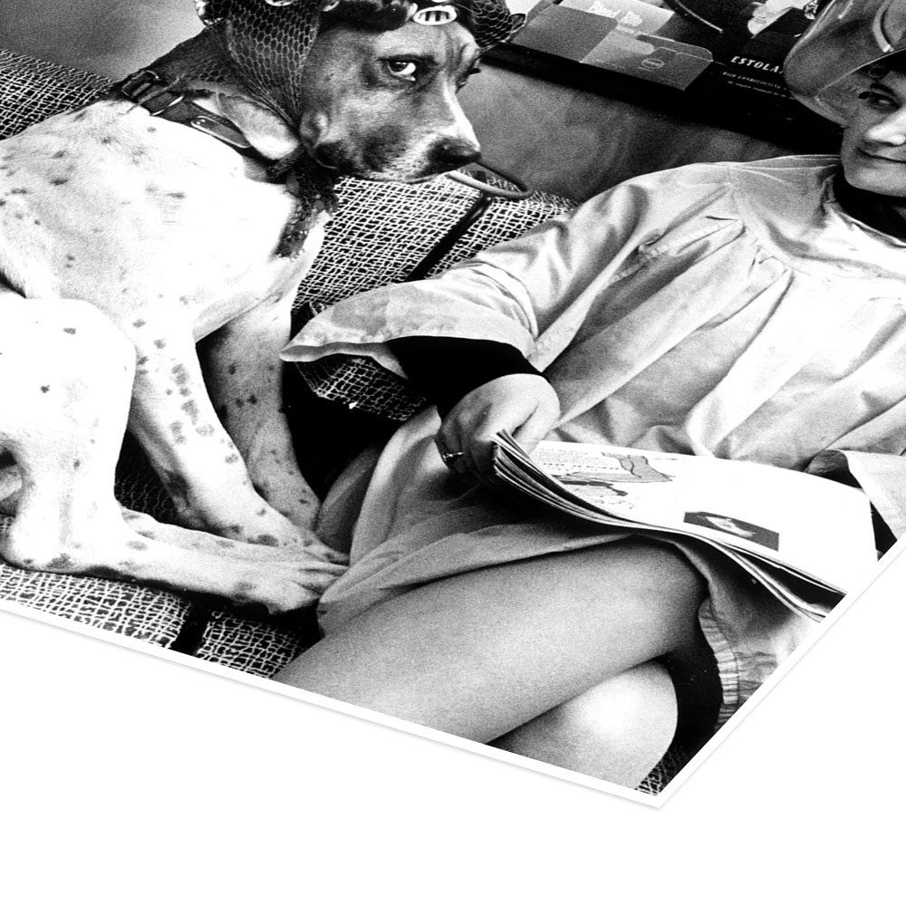 Posterlounge Wandbild Hund mit Lockenwicklern beim Friseur, John Drysdale, erhältlich als Poster, Leinwandbild, Wandsticker oder Acrylglasbild