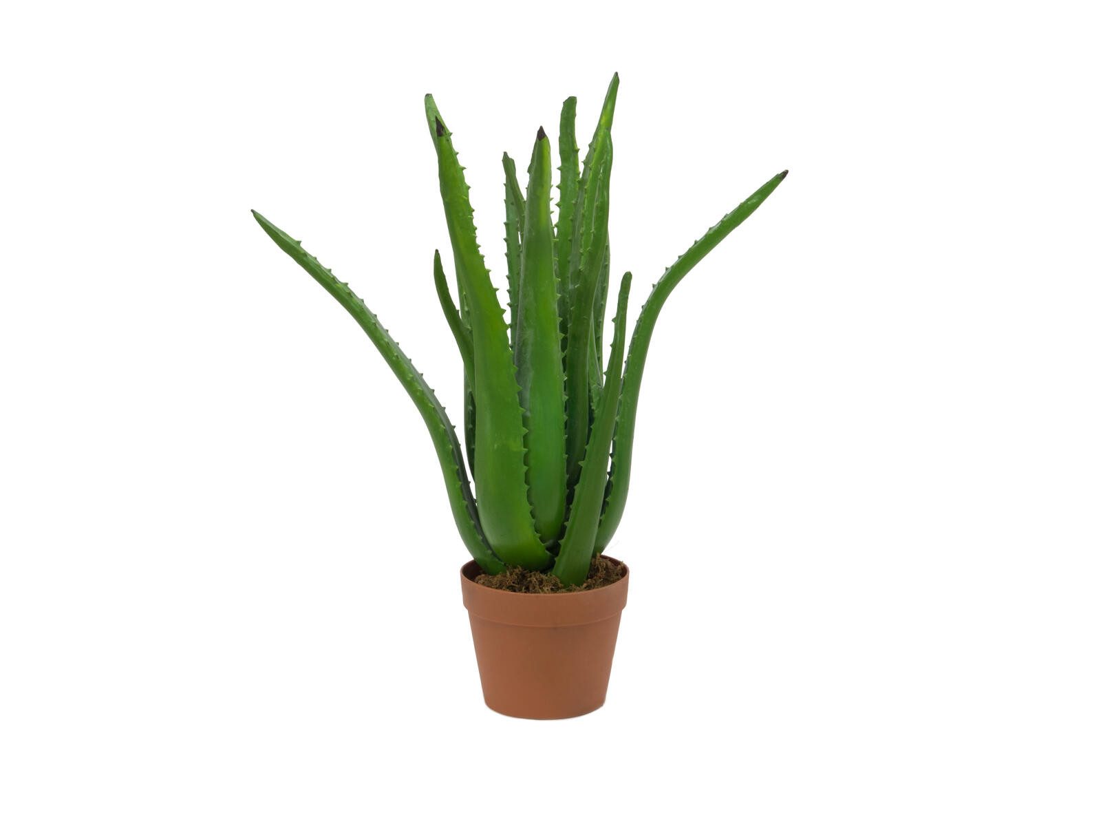 Kunstkaktus EUROPALMS Aloe-Vera-Pflanze, Kunstpflanze, 63cm