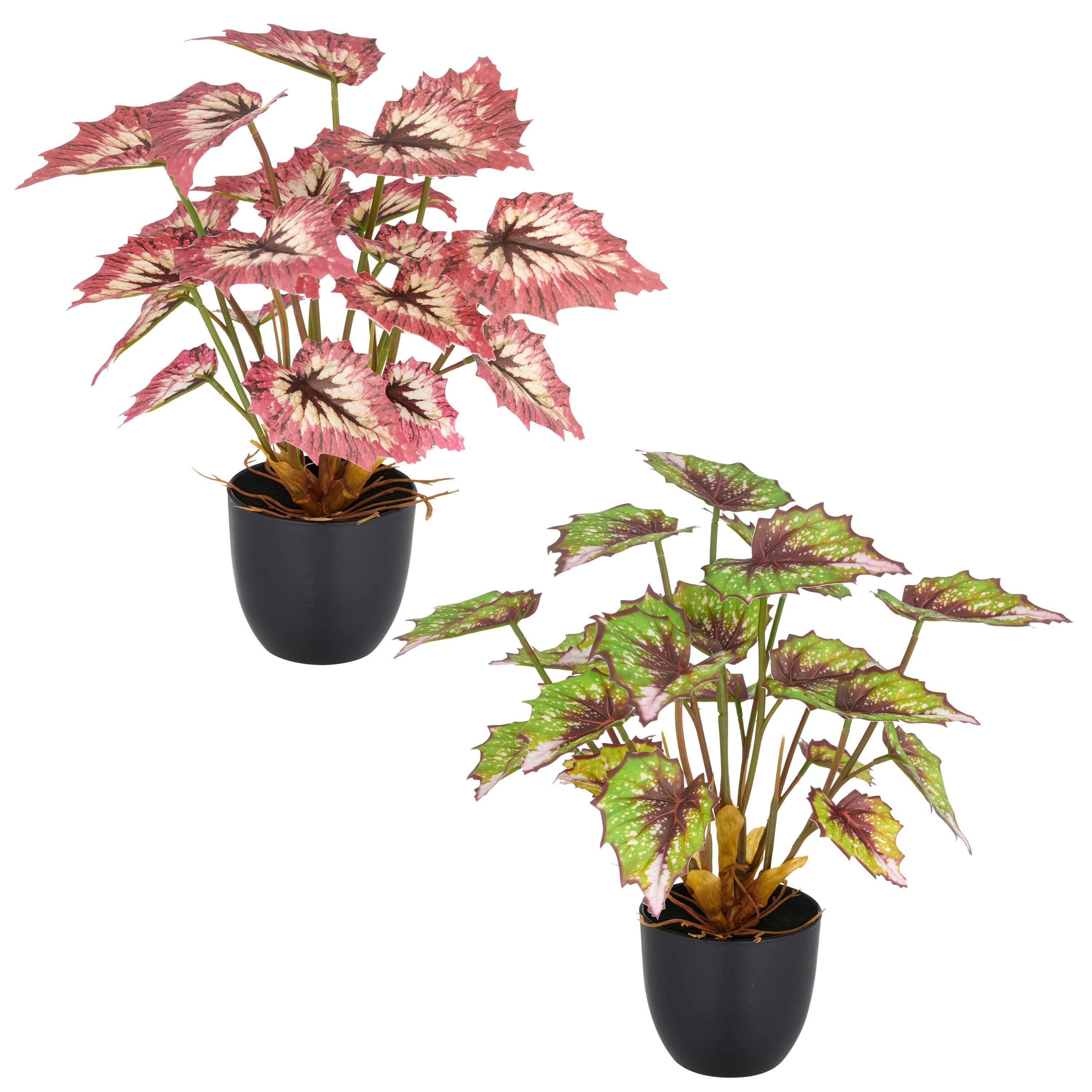 Kunstpflanze Begonia rex, Creativ green, Höhe günstig online kaufen