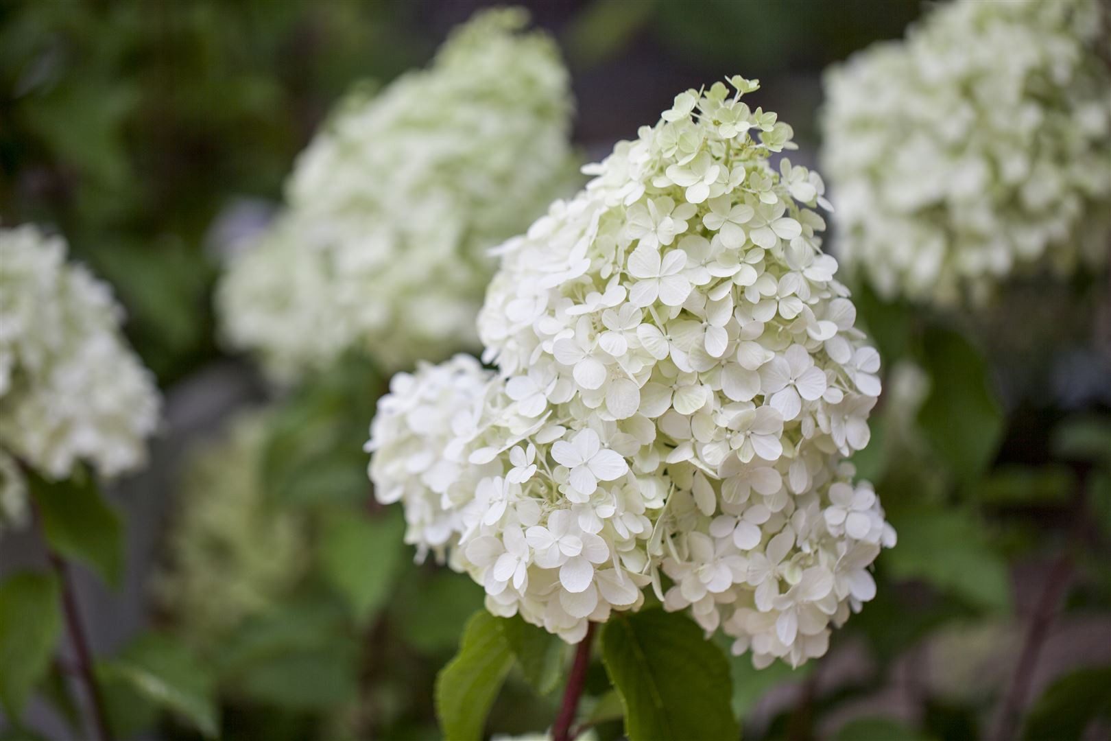 Pflanzen für Dich Gehölze Hydrangea pan. Polarbear, 1 St., Rispenhortensie