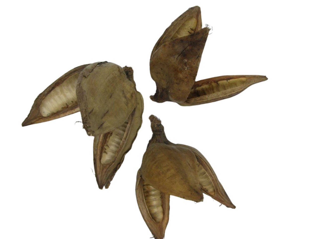 Dekoobjekt Exotische Palmenfrucht 3er Set