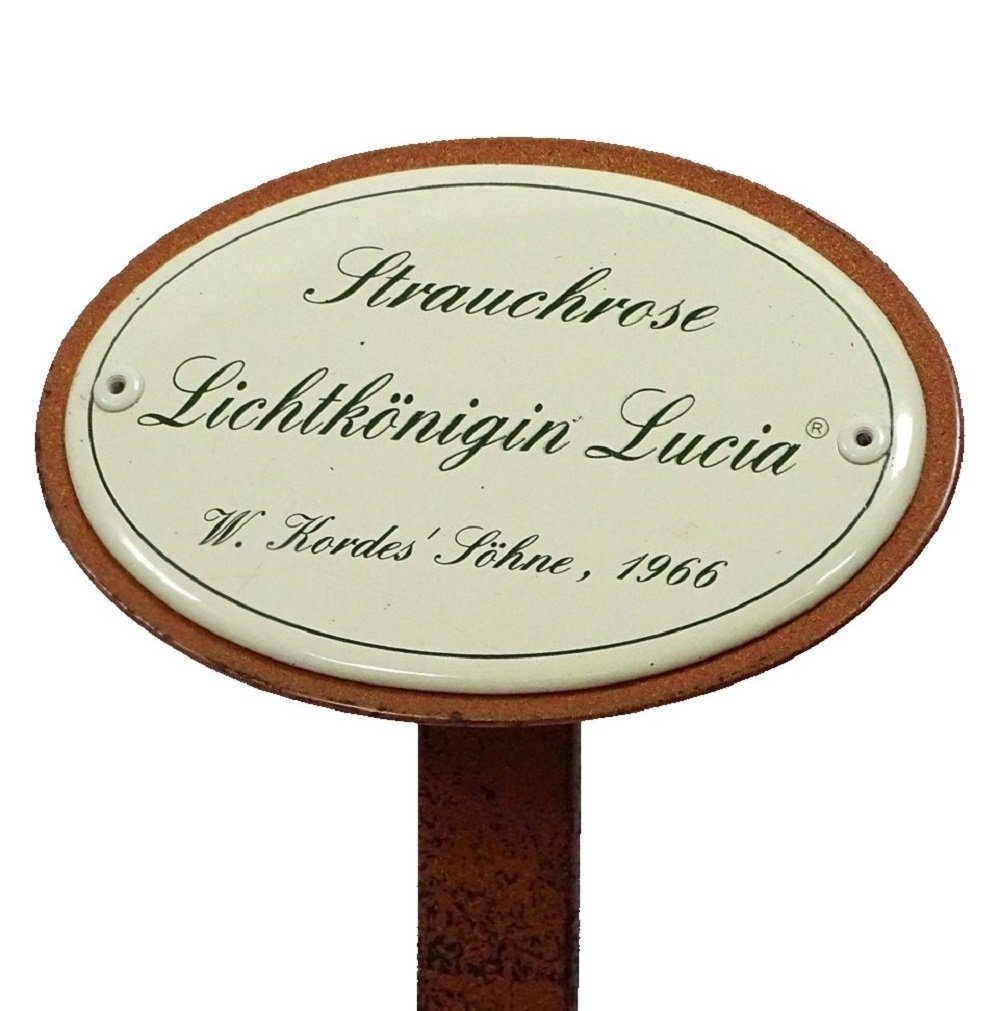 Linoows Gartenstecker Rosenschild Rosenstecker Srauchrose Lichtkönigin Lucia 1966