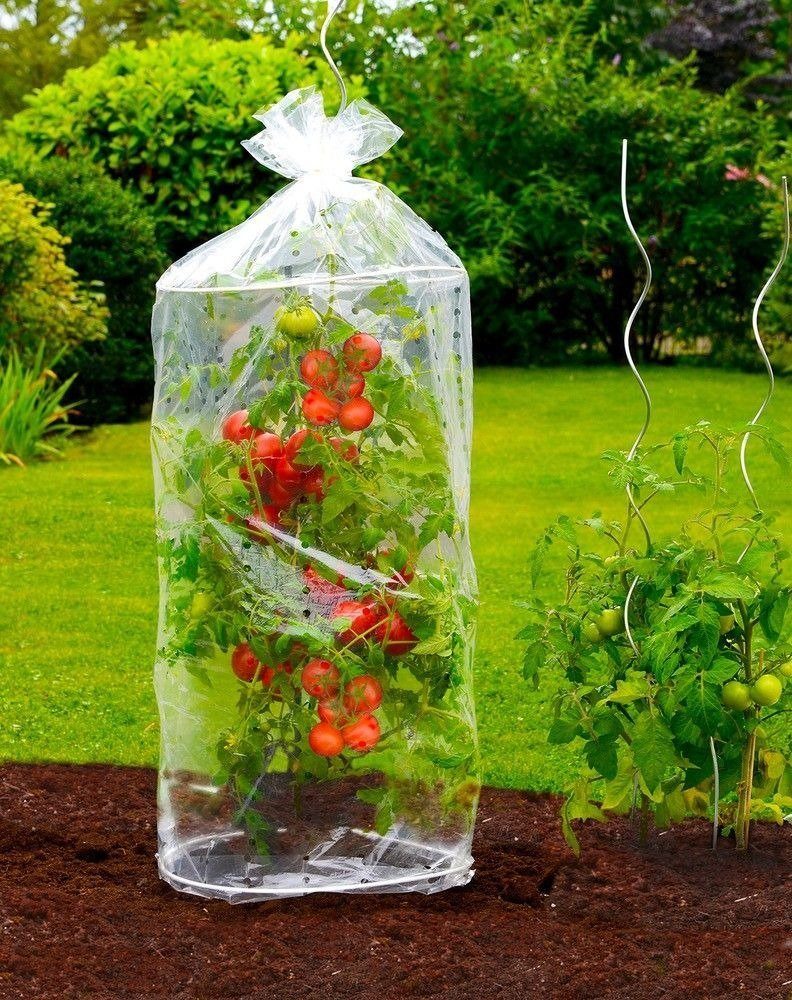 WENKO Tomatengewächshaus, BxTxH: 40 x 40 günstig online kaufen