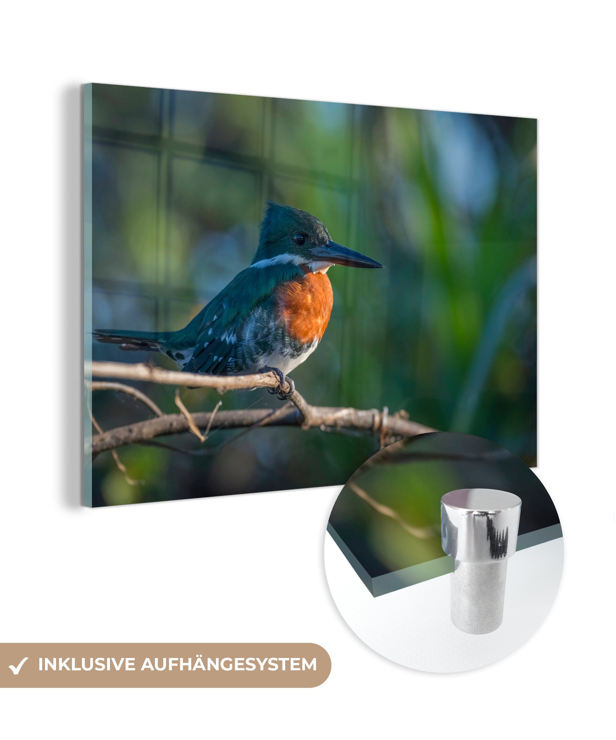 MuchoWow Acrylglasbild Ein orange und blau gefärbter Kookaburra, (1 St), Acrylglasbilder Wohnzimmer & Schlafzimmer