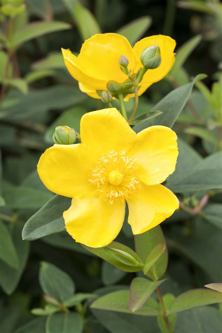 Pflanzen für Dich Staude Hypericum Hidcote, 1 St., Johanniskraut, Großblütiges Johanniskraut