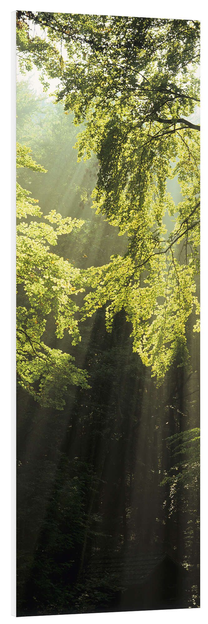 Posterlounge Forex-Bild Markus Lange, Sonnenstrahlen im Wald, Fotografie