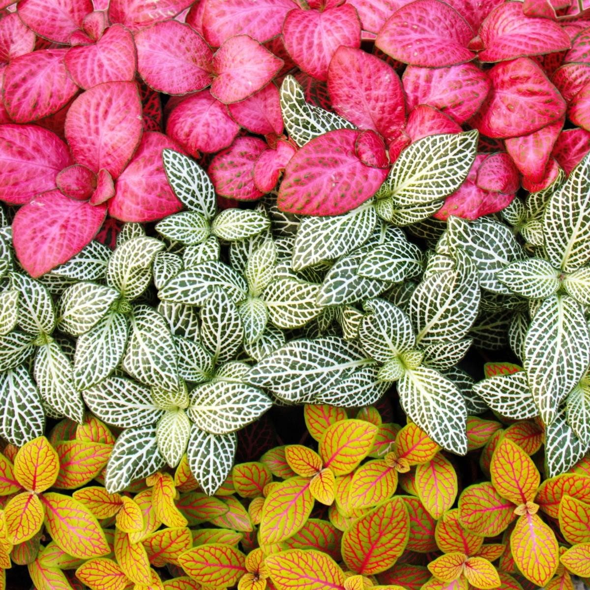 Exotenherz Zimmerpflanze Set mit 3 verschiedenfarbige Fittonia -Pflanze 9cm günstig online kaufen