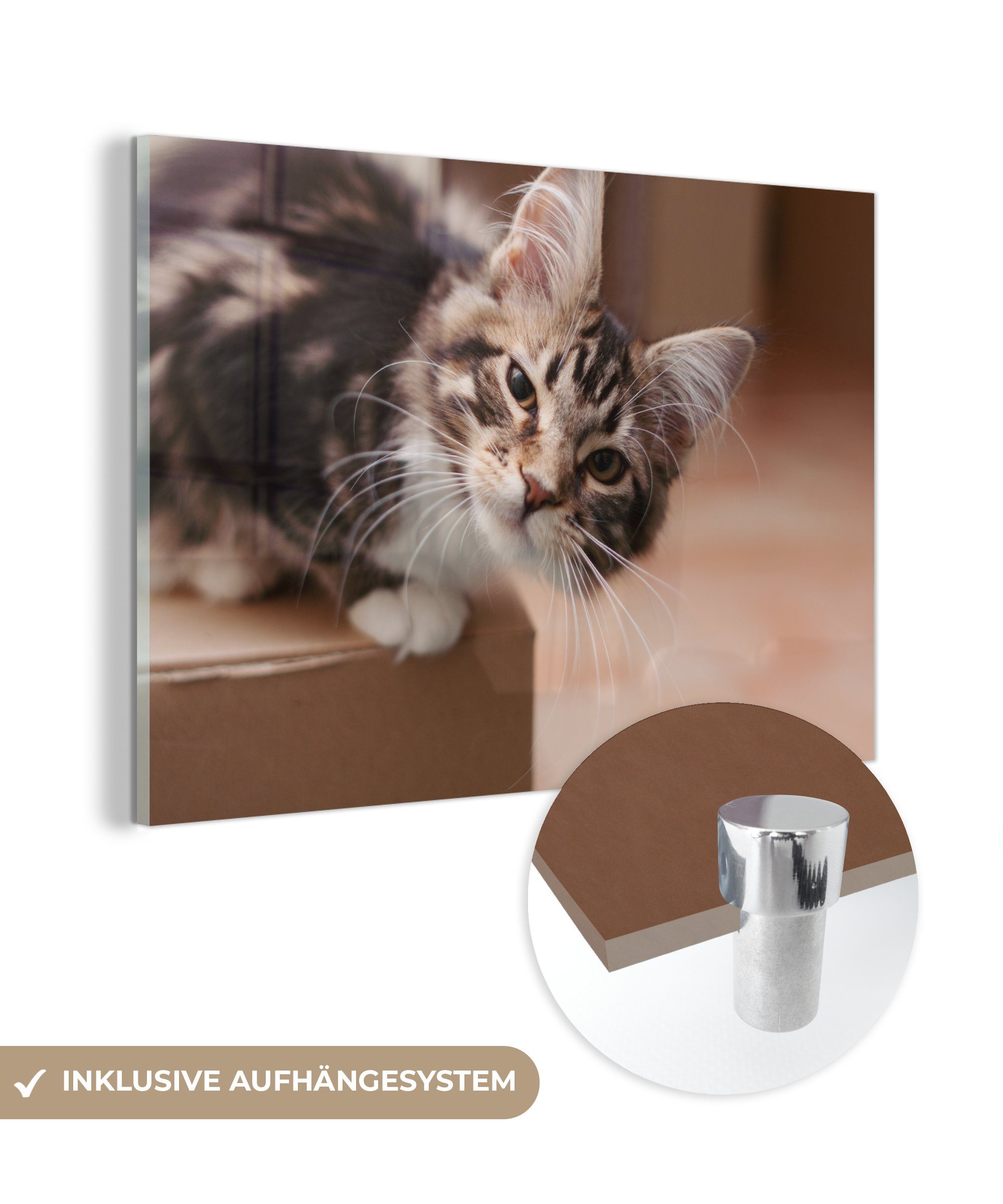 MuchoWow Acrylglasbild Fragende Katze, (1 St), Acrylglasbilder Wohnzimmer & Schlafzimmer
