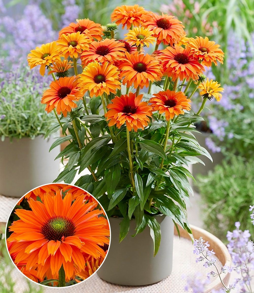BALDUR Garten Staude Echinacea 'SunSeekers® Mineola', 2 St., Trockenresistent, gefüllte Blüten, reichblühend, winterhart