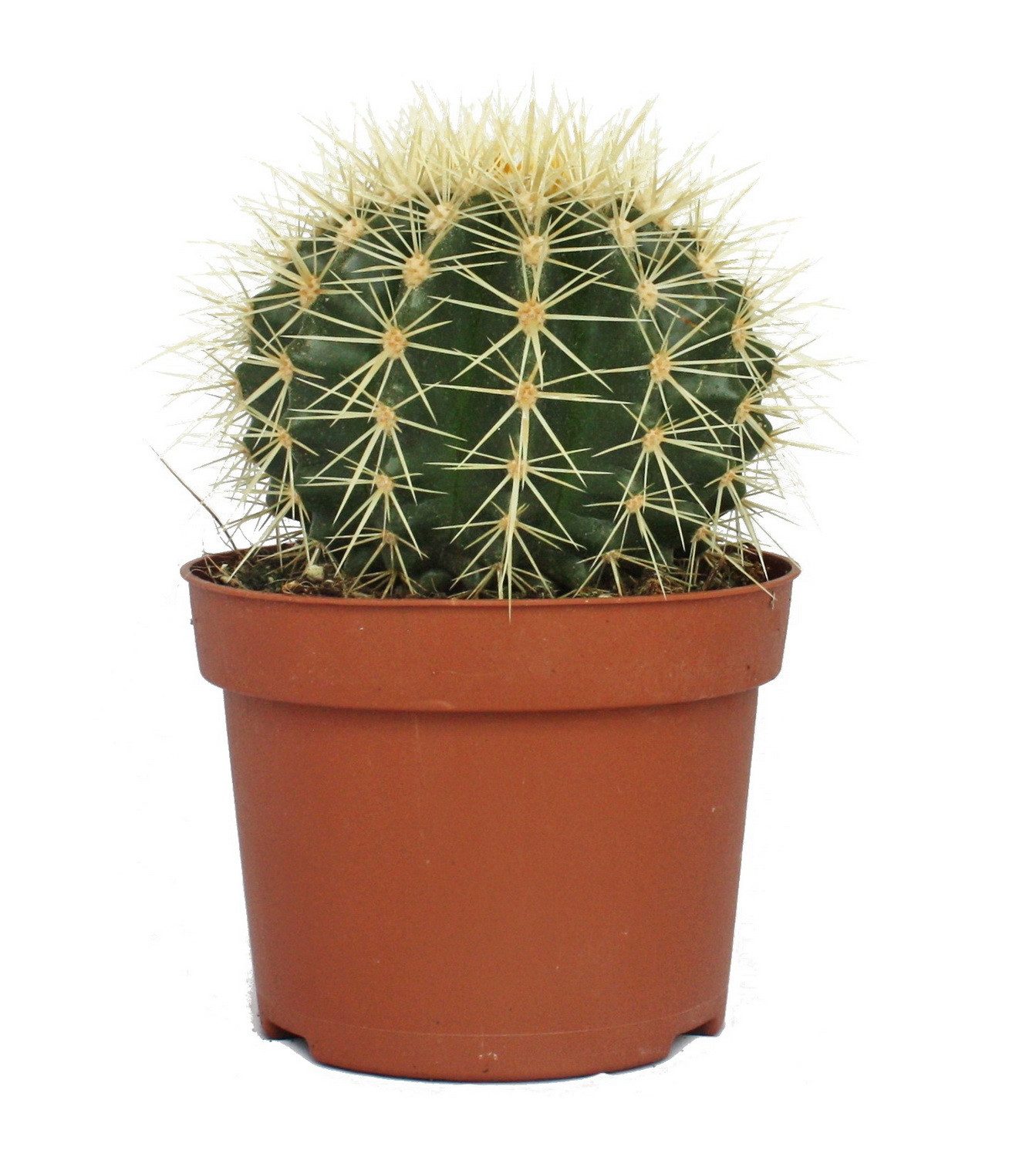 Exotenherz Kaktus Echinocactus grusonii - Schwiegermutterstuhl - im 12cm Topf – Bild 2 von 3